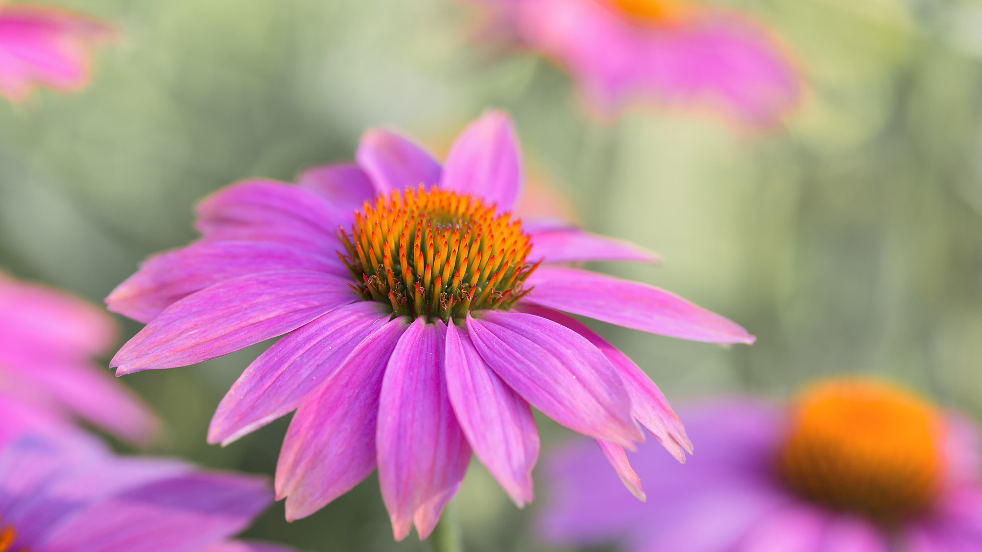 Free download wallpaper Flowers, Flower, Earth, Purple Flower on your PC desktop