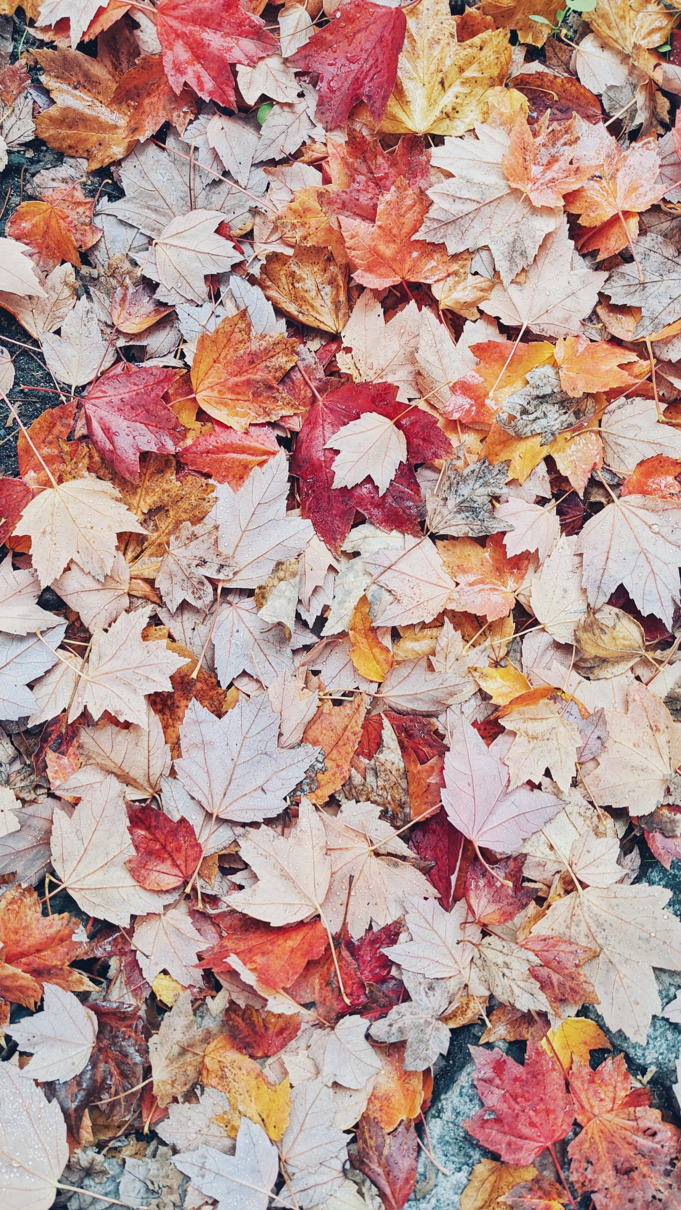 Handy-Wallpaper Herbst, Drops, Nass, Natur, Blätter kostenlos herunterladen.