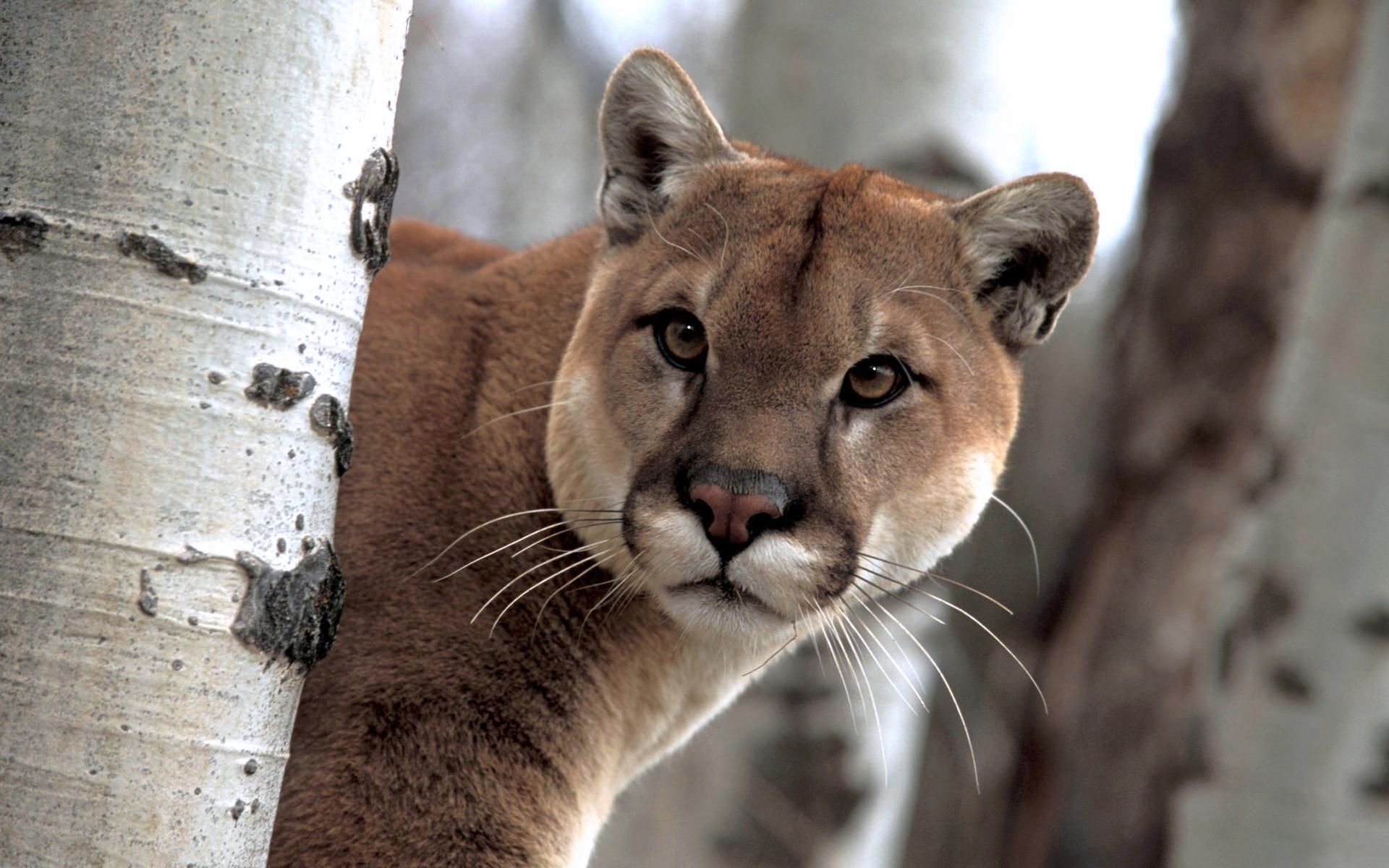 Free download wallpaper Animal, Cougar on your PC desktop