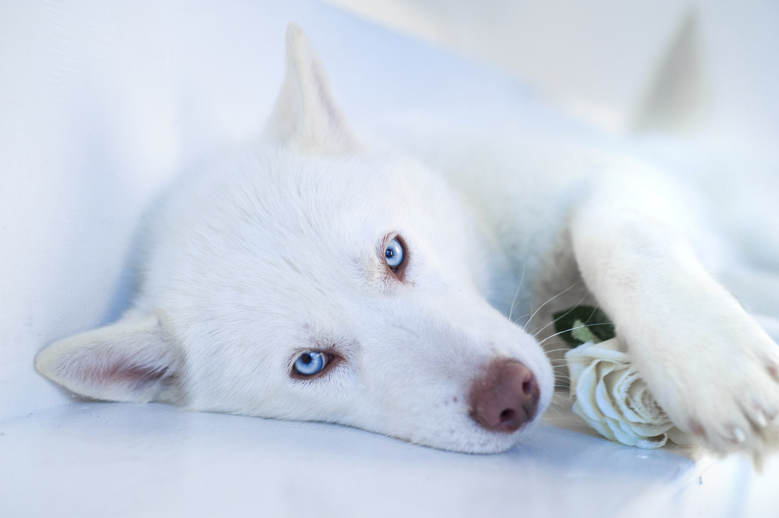 husky, animals, dog, muzzle, blue eyed