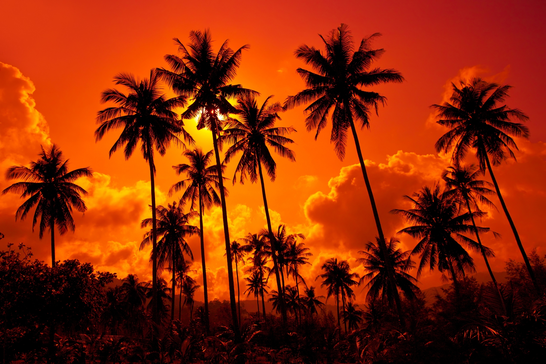 Free download wallpaper Earth, Palm Tree on your PC desktop