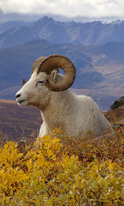 Download mobile wallpaper Landscape, Mountain, Animal, Goat for free.