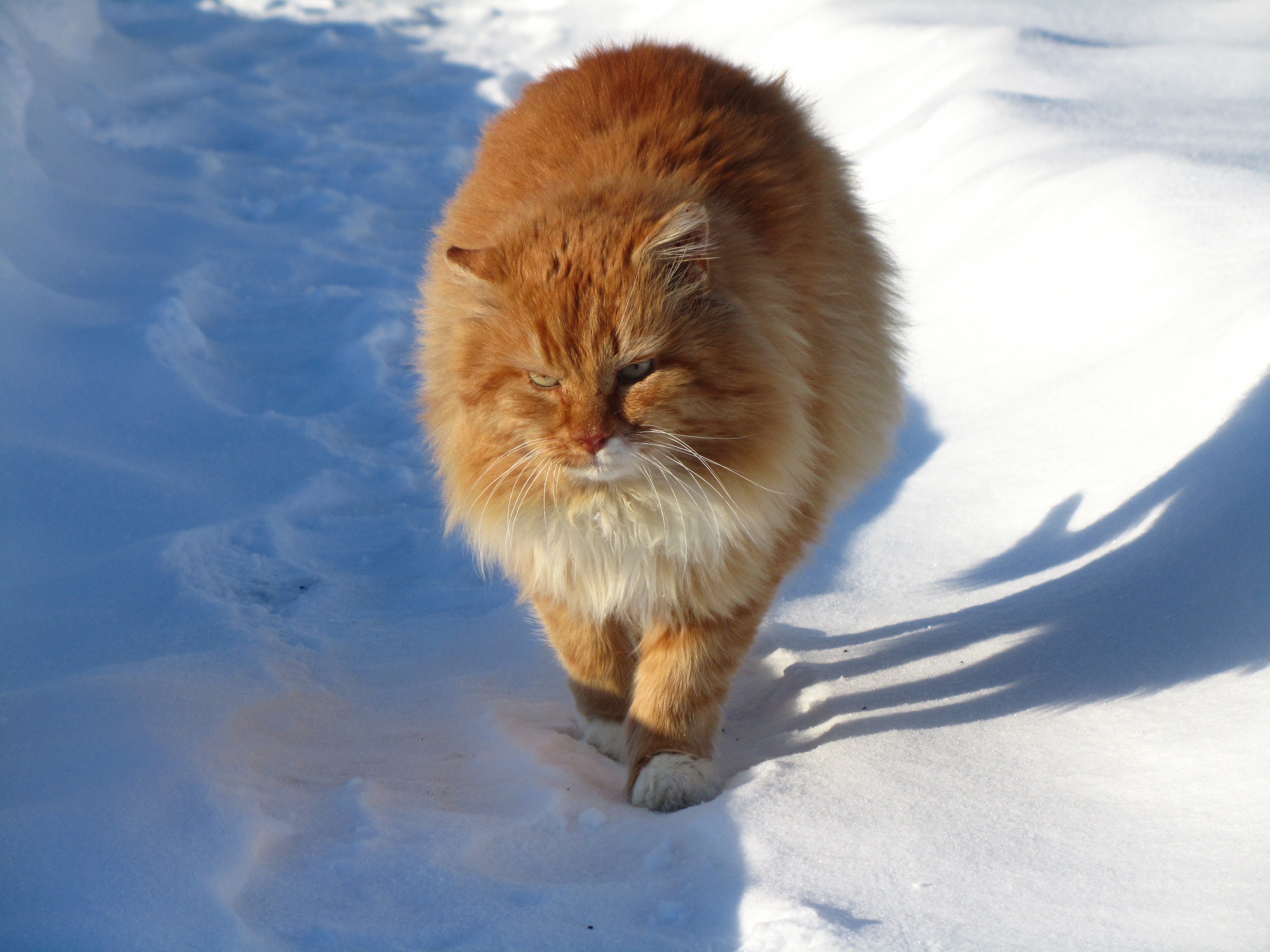 Descarga gratuita de fondo de pantalla para móvil de Animales, Gatos, Gato.