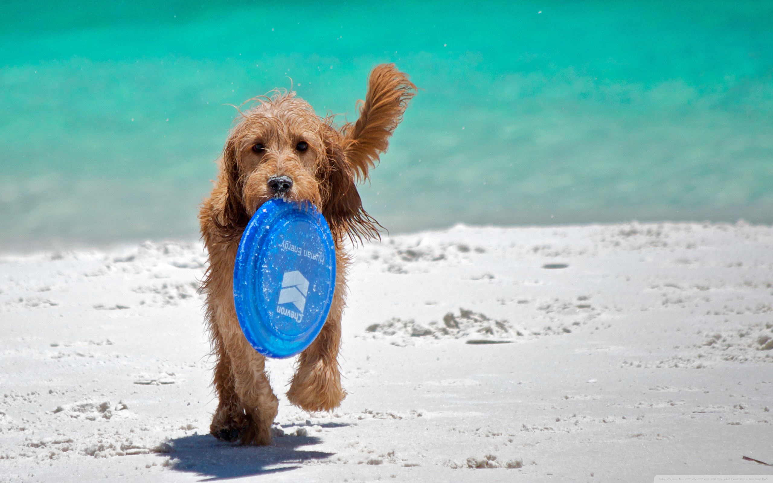 PCデスクトップに動物, 犬画像を無料でダウンロード