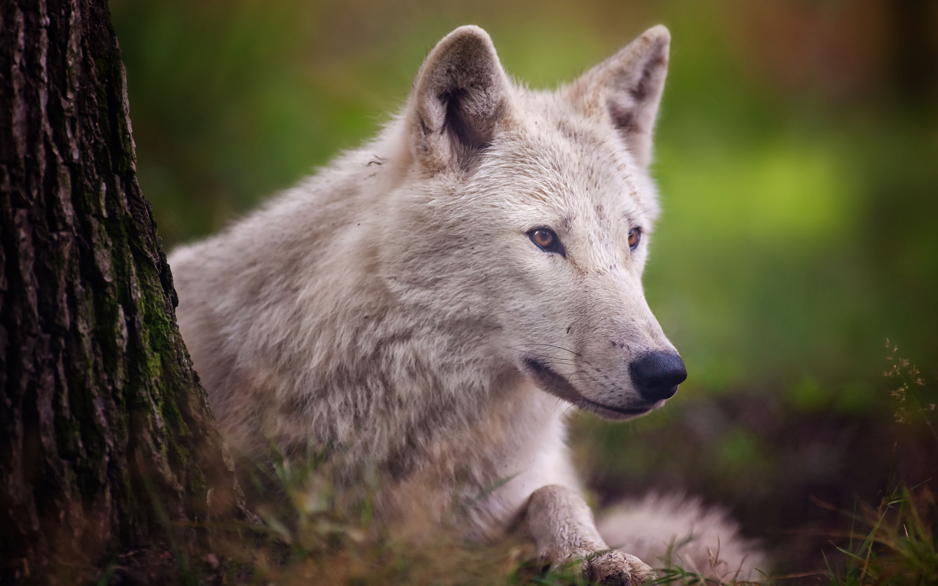Free download wallpaper Wolves, Wolf, Animal on your PC desktop