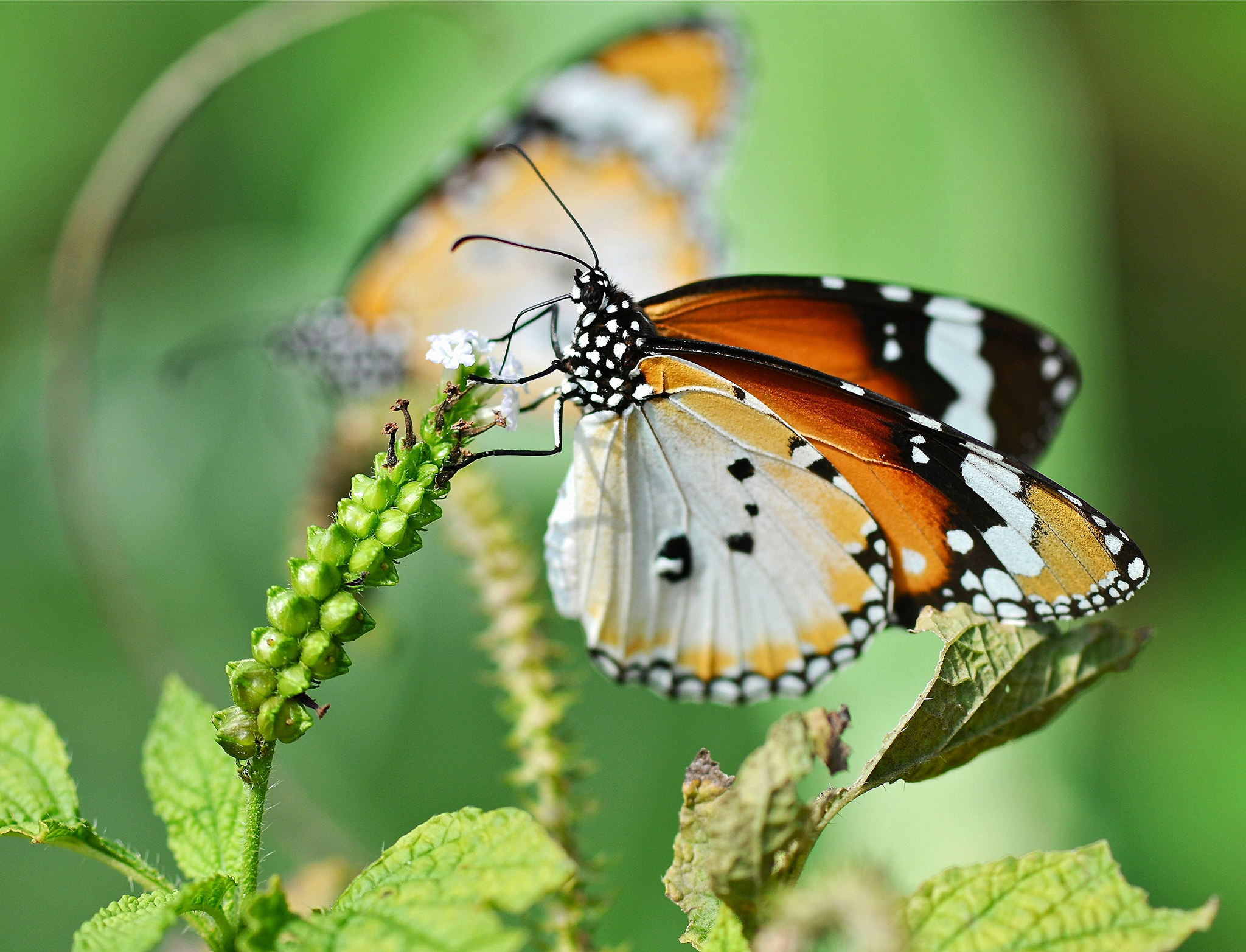 Download mobile wallpaper Butterfly, Animal for free.