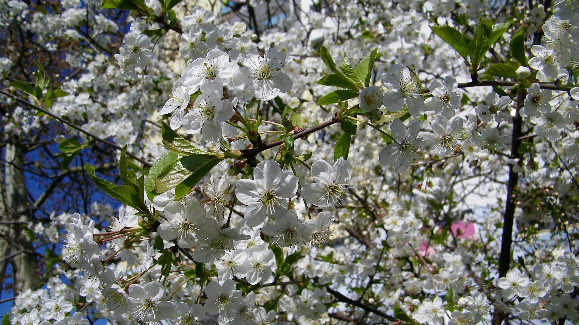 無料モバイル壁紙葉, ブランチ, 枝, 咲く, 気分, ムード, フラワーズ, 開花, 春をダウンロードします。