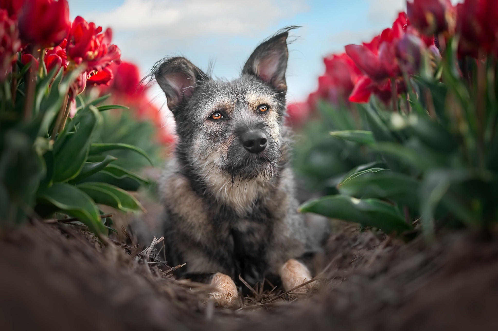 Laden Sie das Tiere, Hunde, Blume, Hund, Tulpe-Bild kostenlos auf Ihren PC-Desktop herunter