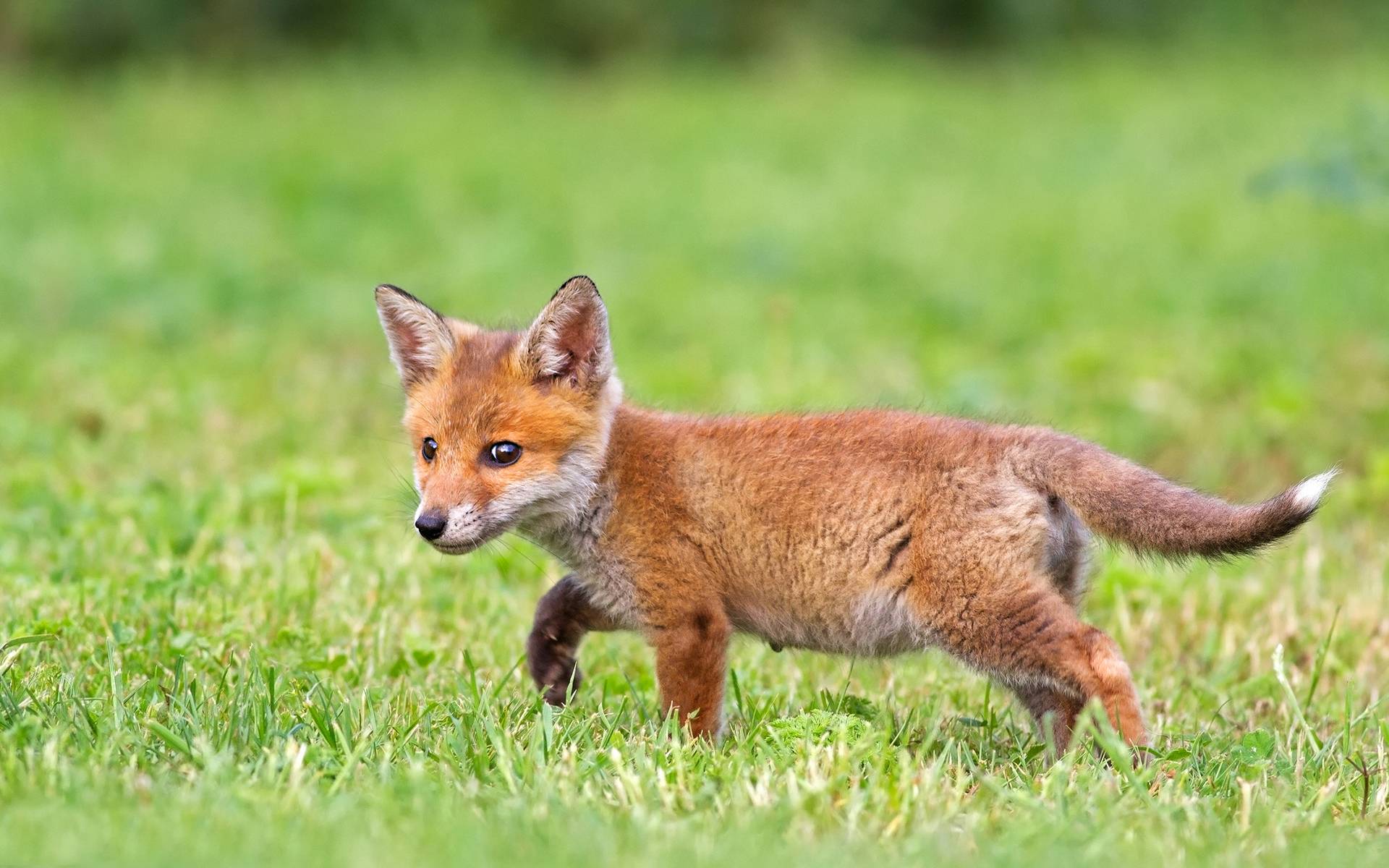 Free download wallpaper Fox, Animal on your PC desktop