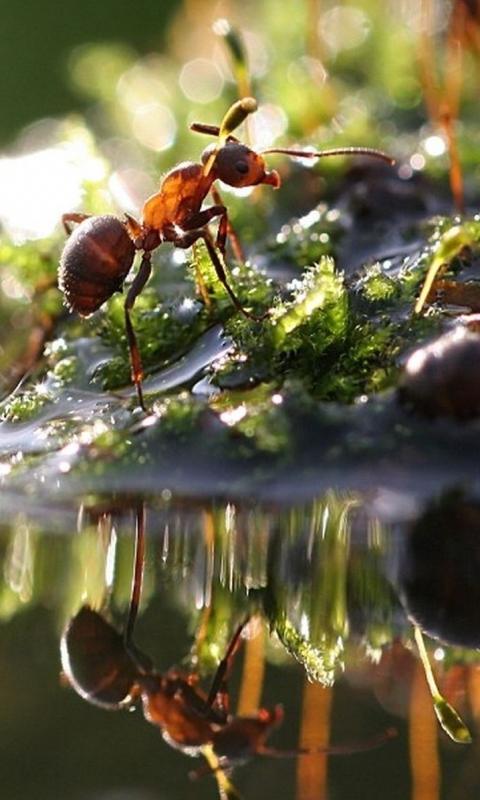 Download mobile wallpaper Animal, Ant for free.