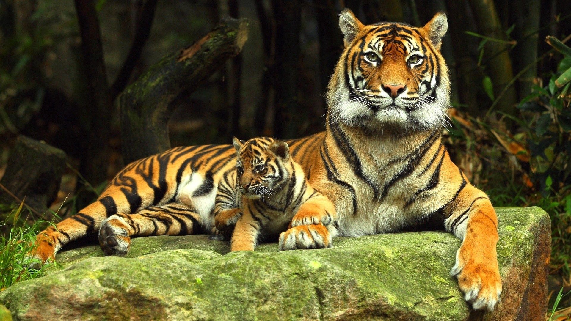 82770 скачать картинку тигр, животные, тигренок, детеныш, лежать, камень - обои и заставки бесплатно