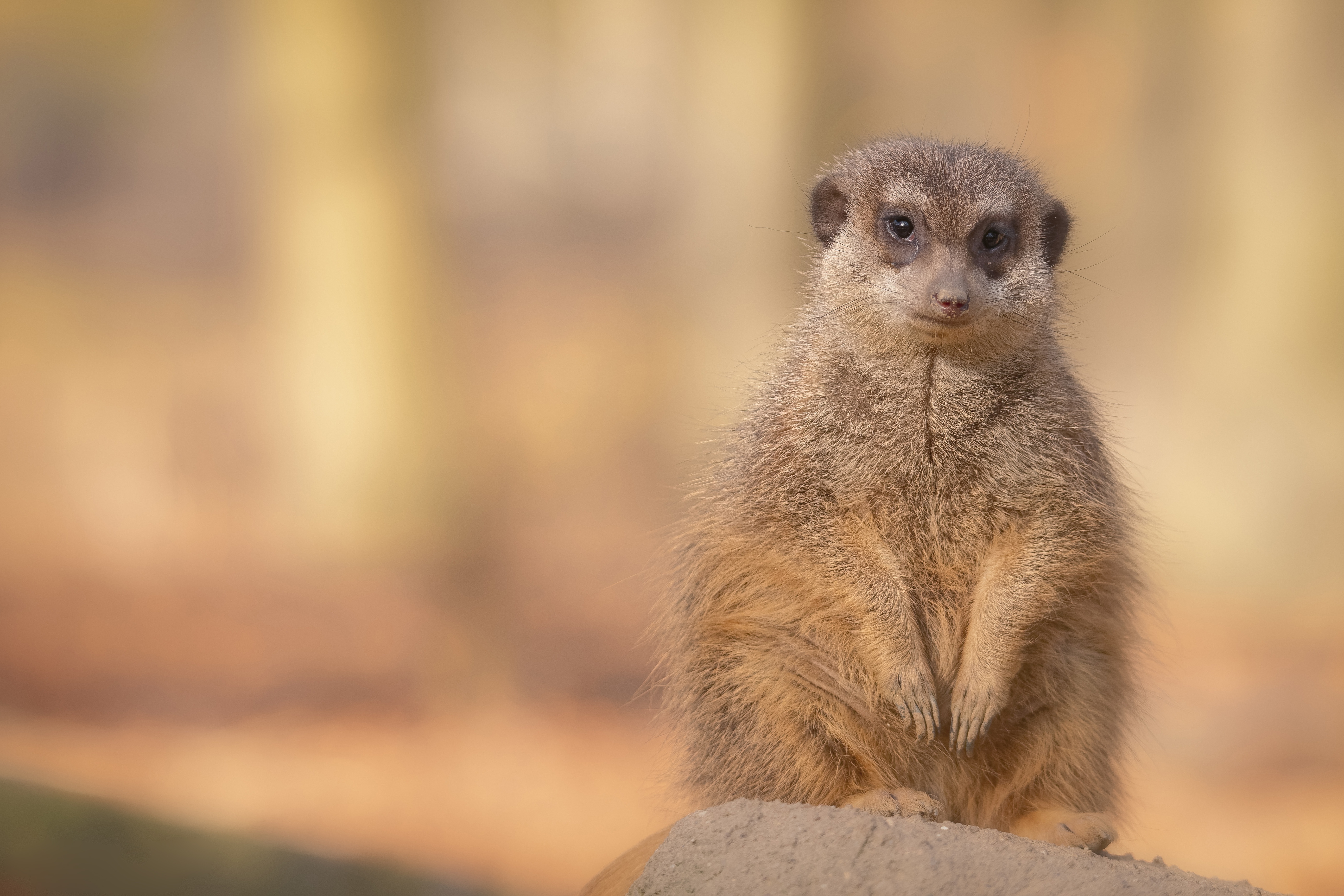 Download mobile wallpaper Animal, Meerkat for free.