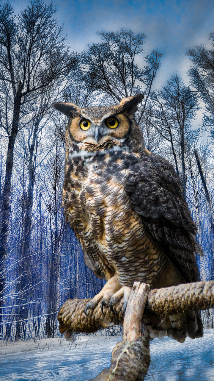 Download mobile wallpaper Winter, Birds, Owl, Bird, Tree, Animal for free.