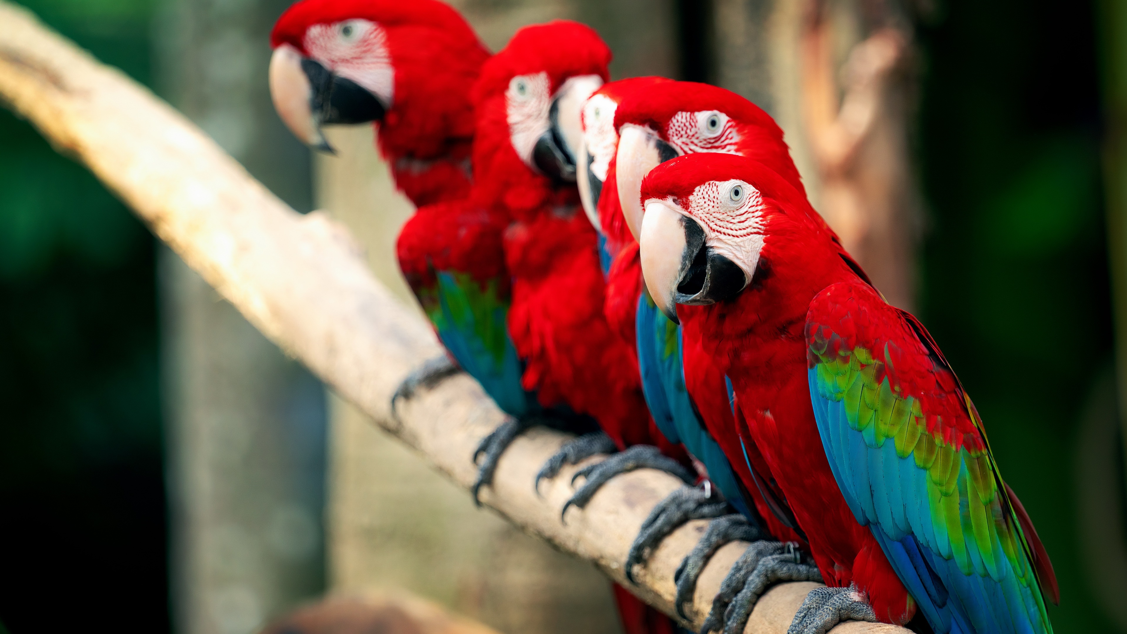 Download mobile wallpaper Birds, Bird, Animal, Parrot, Red And Green Macaw for free.
