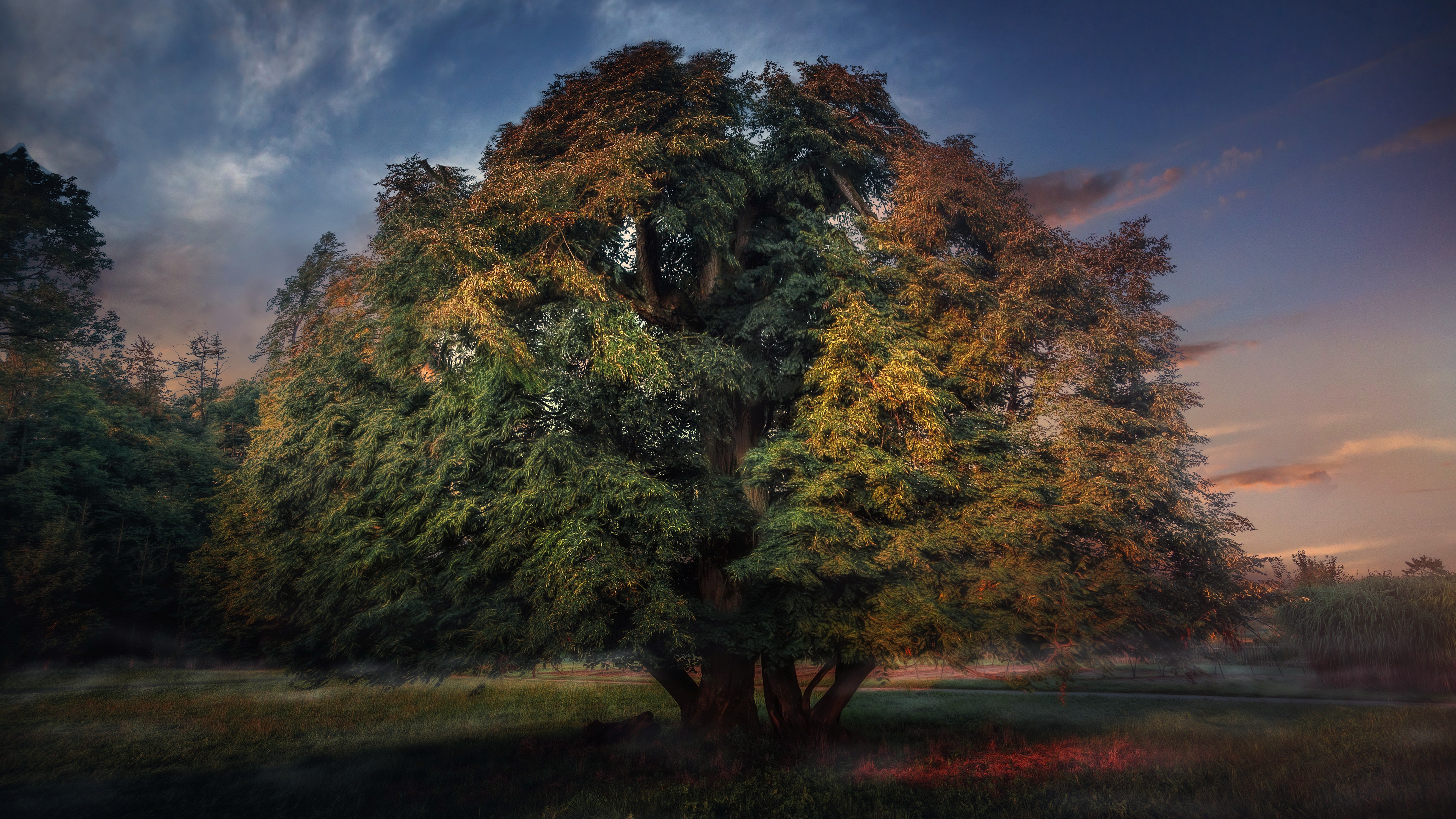 PCデスクトップに自然, 木, 秋, 地球画像を無料でダウンロード
