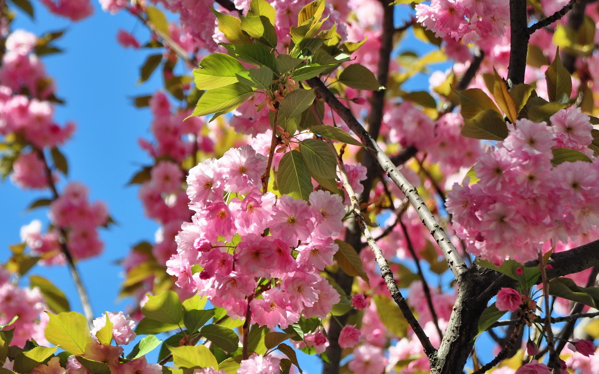 Free download wallpaper Flowers, Flower, Earth, Blossom on your PC desktop