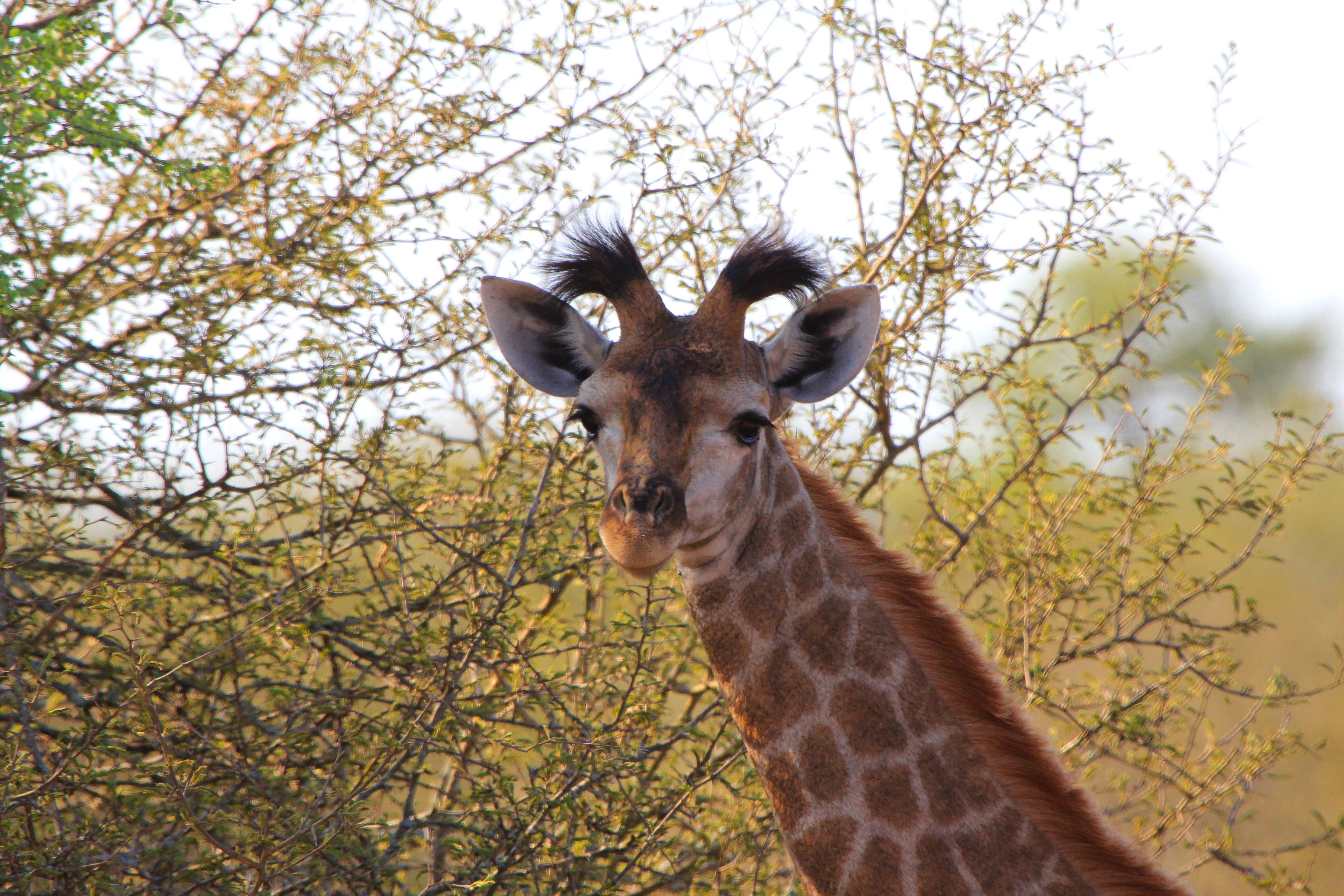 giraffe, spotted, animals, spotty, ears