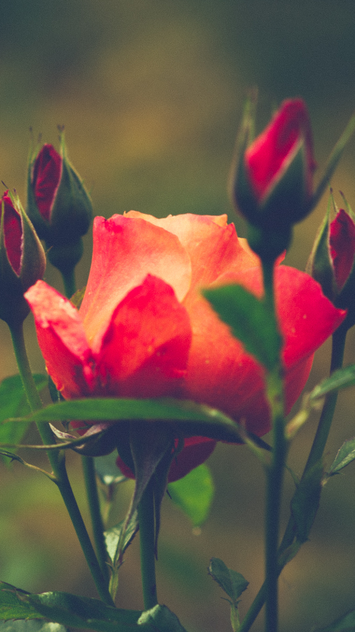 Скачати мобільні шпалери Квітка, Роза, Земля, Буд, Трояндовий Кущ, Флауерзи безкоштовно.