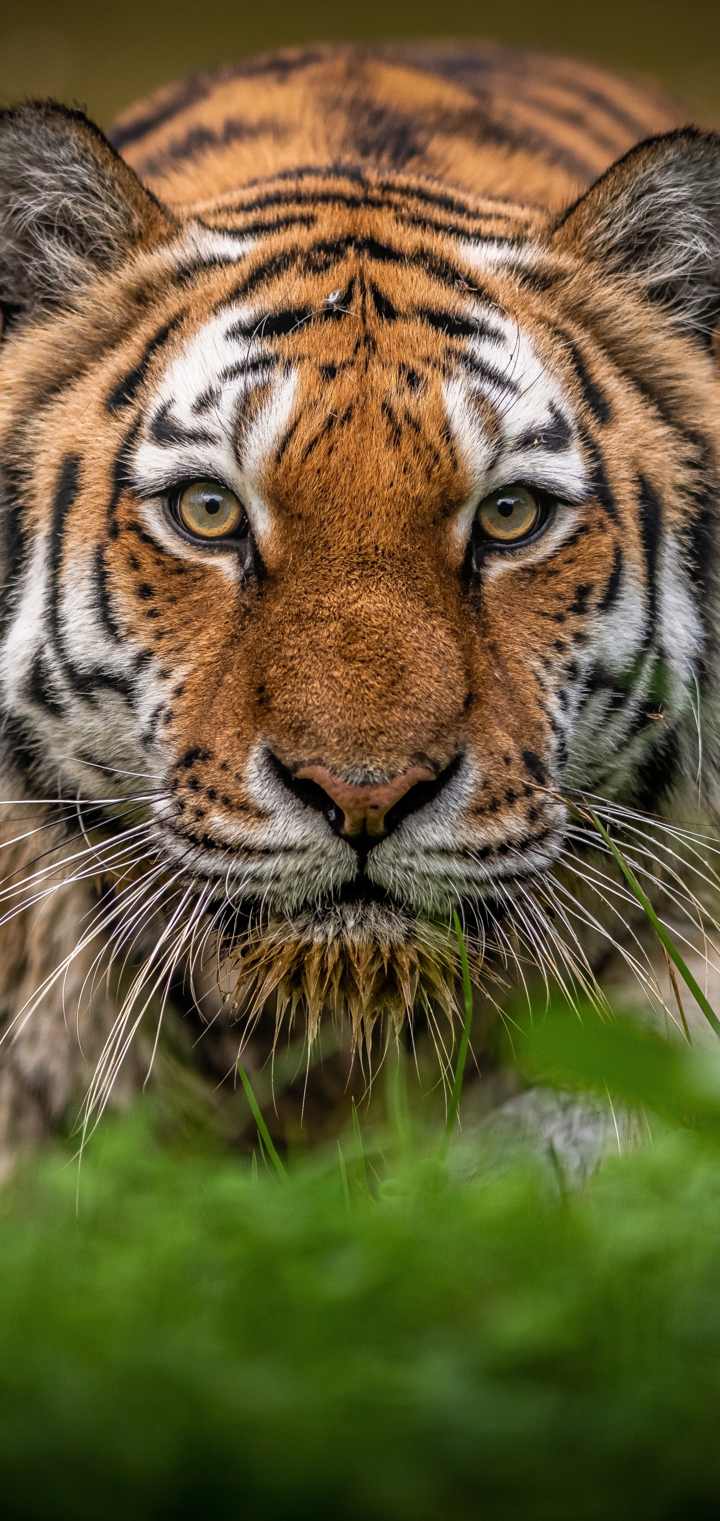 Download mobile wallpaper Cats, Tiger, Animal, Stare for free.