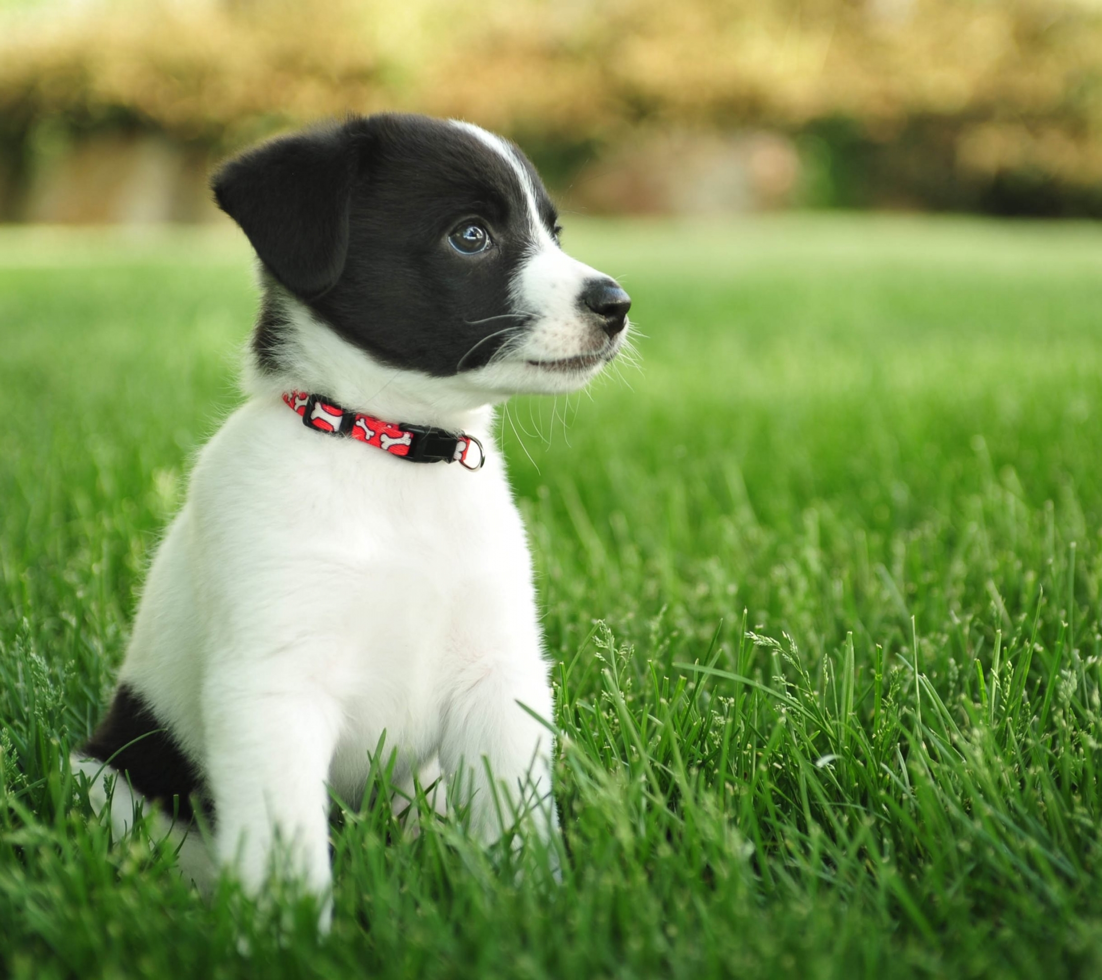 Baixar papel de parede para celular de Animais, Cães, Filhote gratuito.