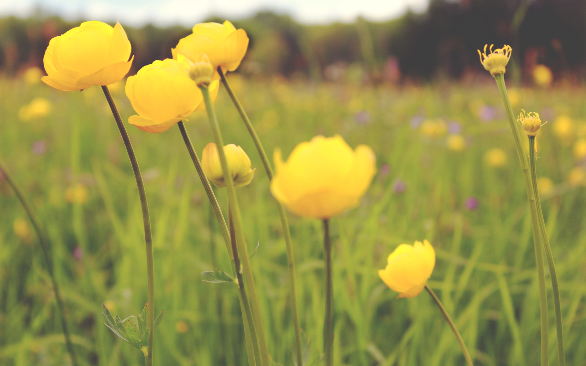 Handy-Wallpaper Blumen, Blume, Erde/natur kostenlos herunterladen.