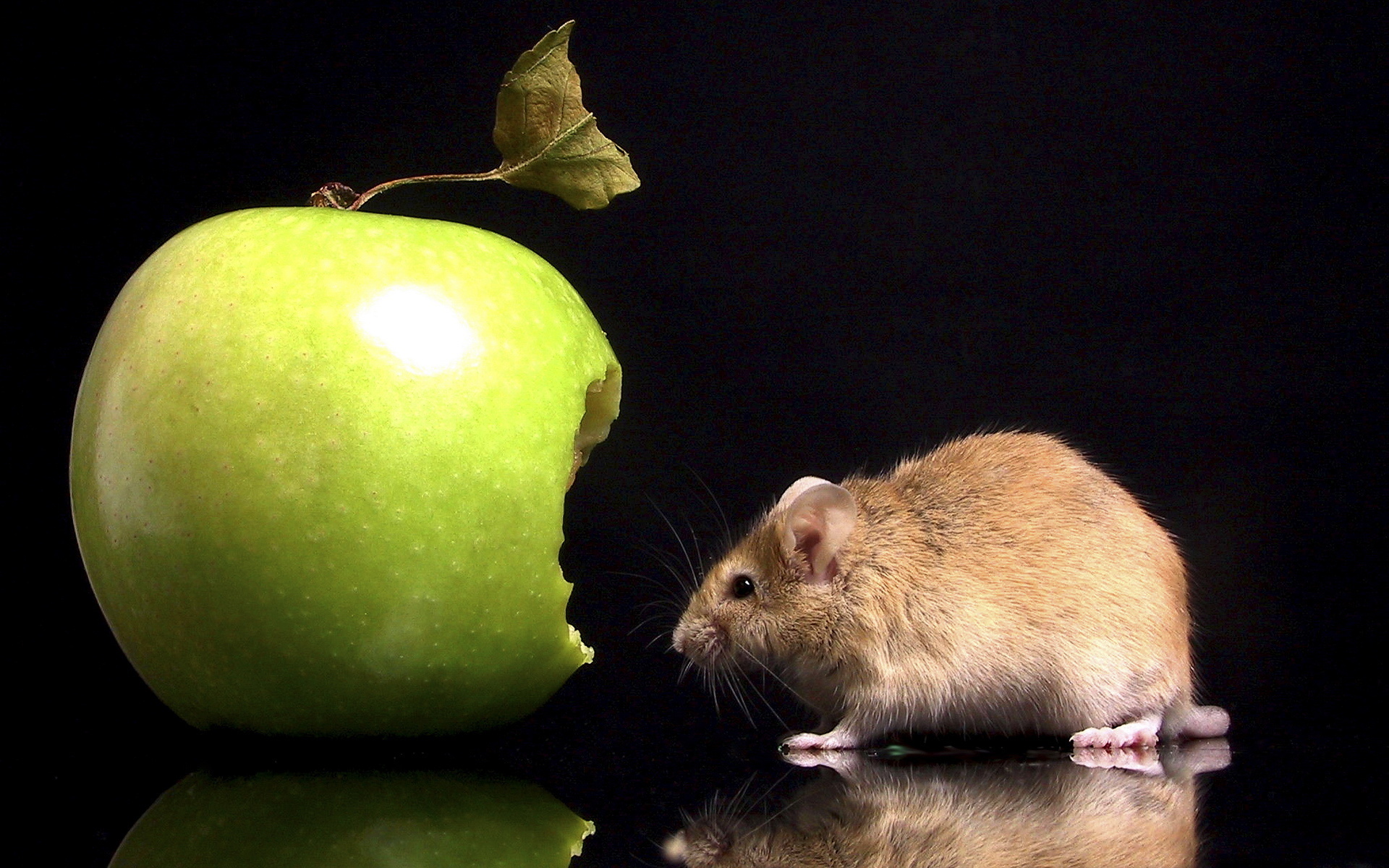 animal, mouse, apple