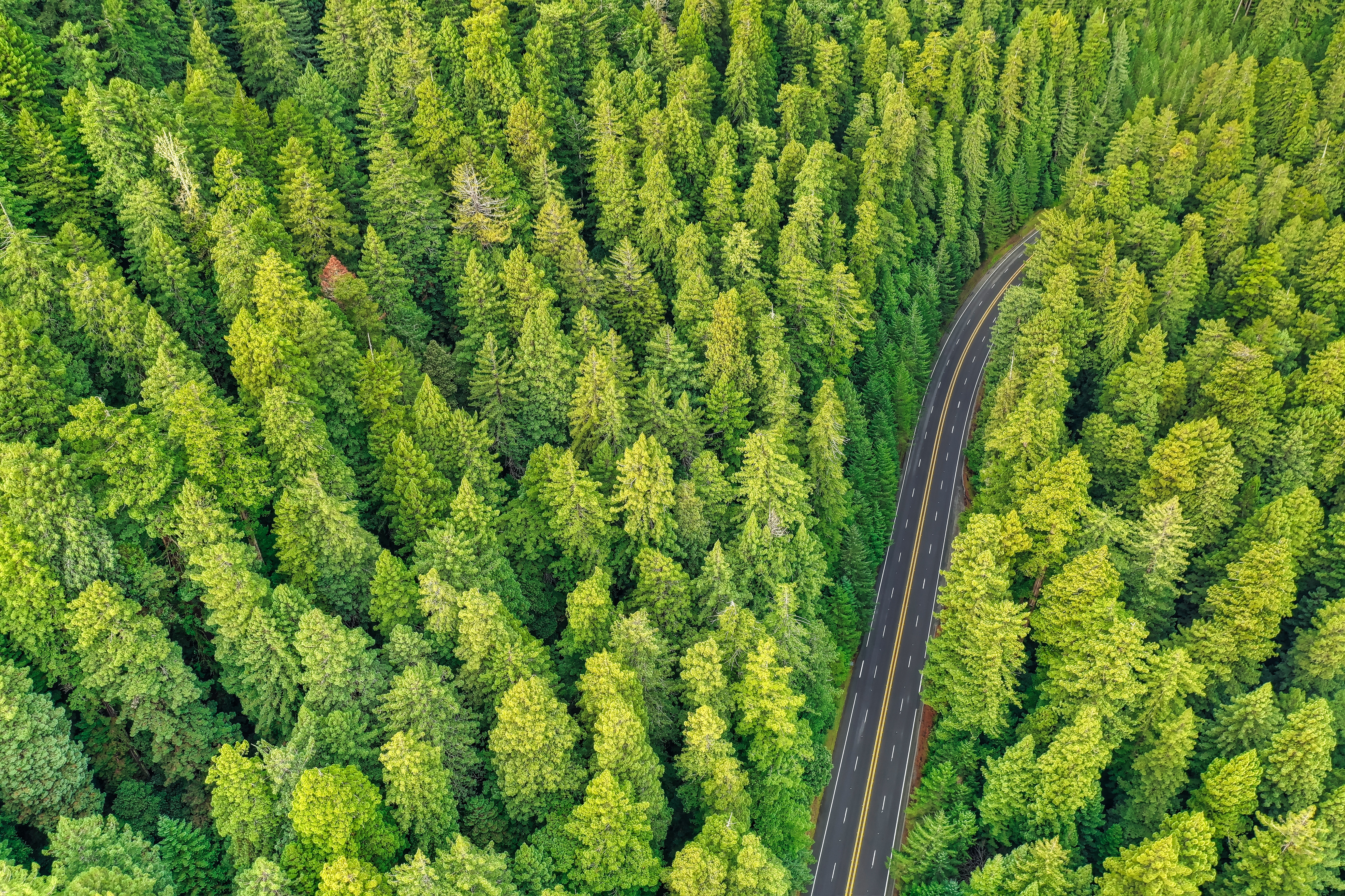 Download mobile wallpaper Forest, Pine, Trees, View From Above, Road, Nature for free.