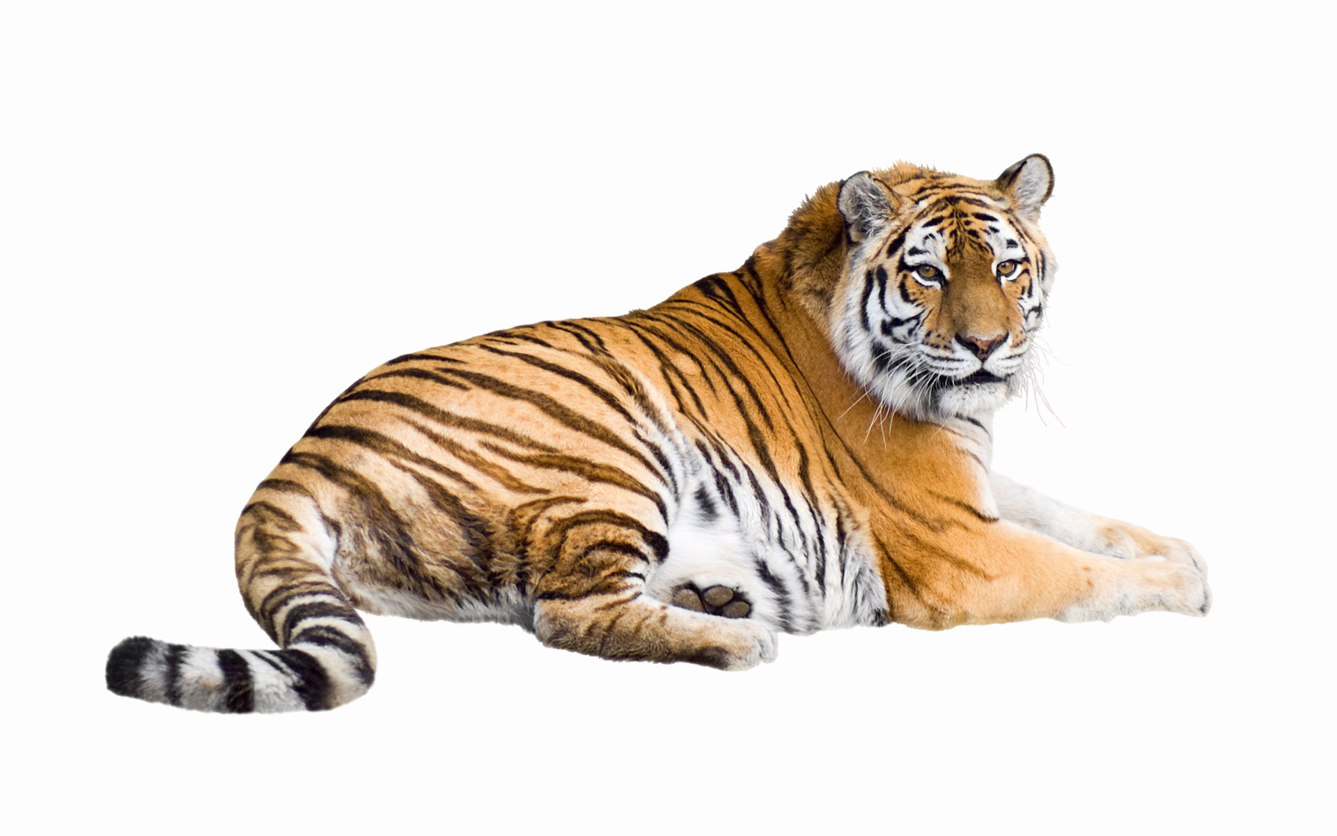 Download mobile wallpaper Cats, Tiger, Animal for free.