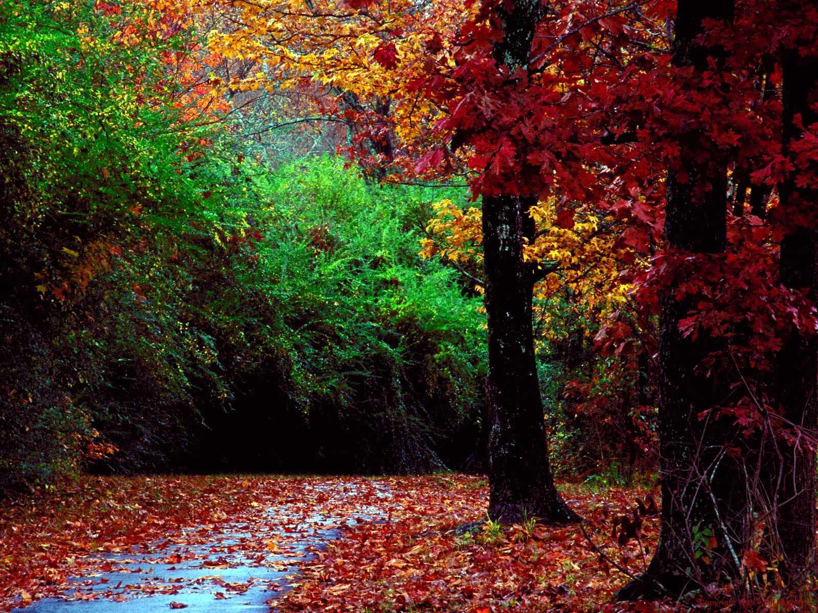 無料モバイル壁紙木, 葉, 秋, 風景をダウンロードします。