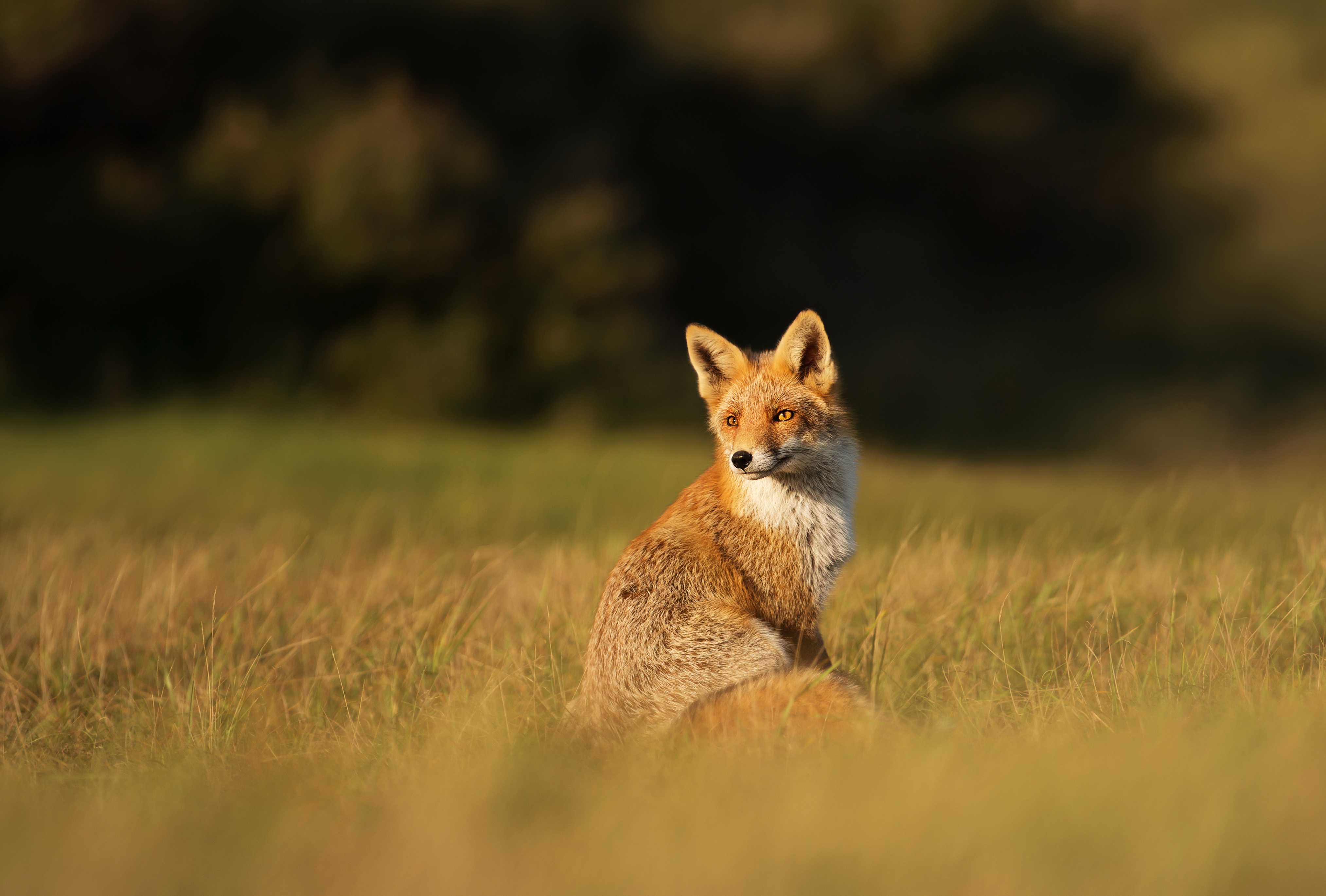 Descarga gratuita de fondo de pantalla para móvil de Animales, Zorro, Profundidad De Campo.