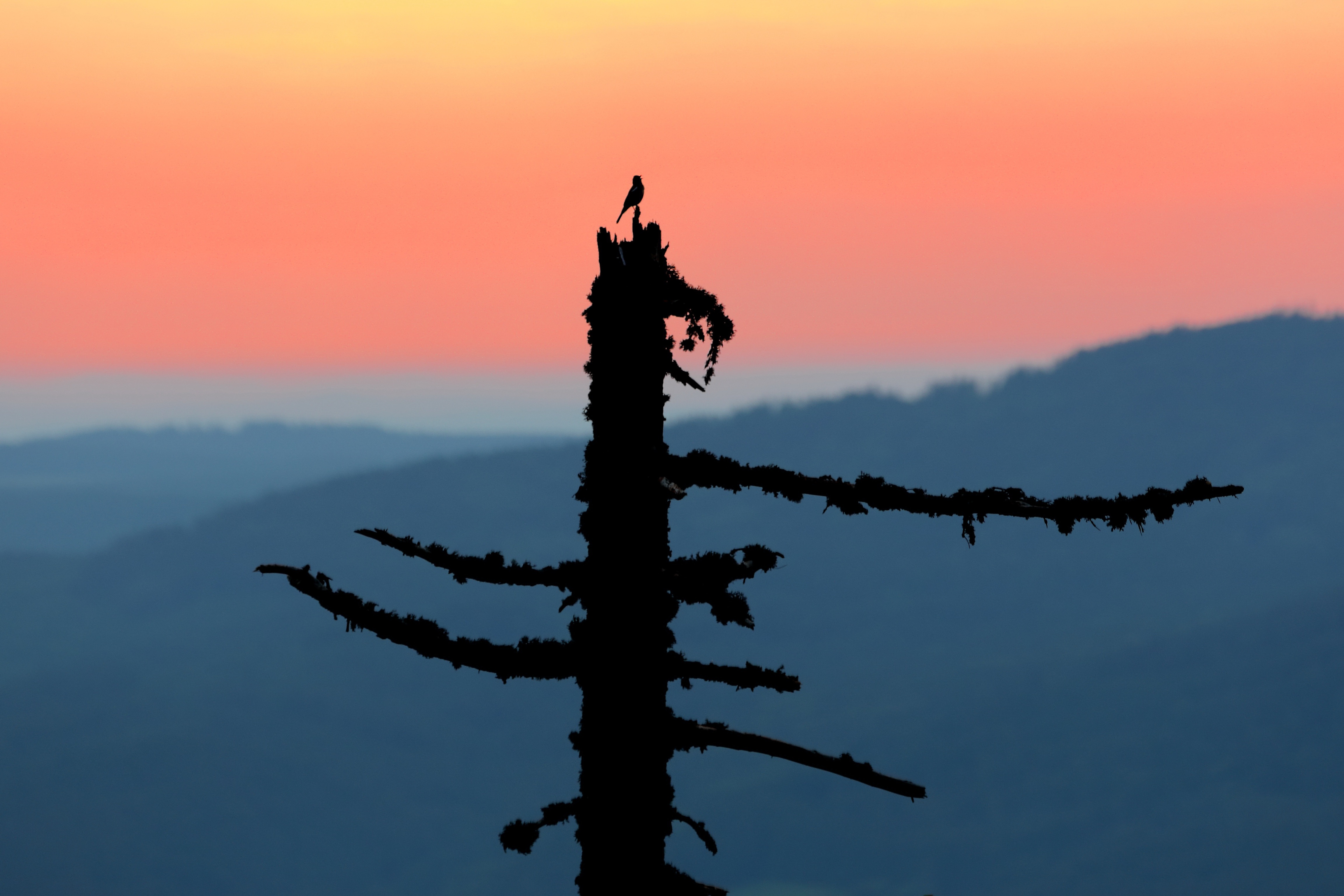 Baixe gratuitamente a imagem Natureza, Pássaro, Árvore, Terra/natureza na área de trabalho do seu PC