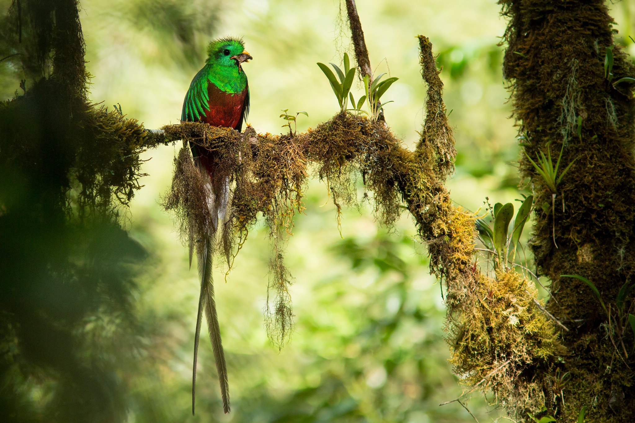 478170 baixar papel de parede animais, quetzal, pássaro, aves - protetores de tela e imagens gratuitamente
