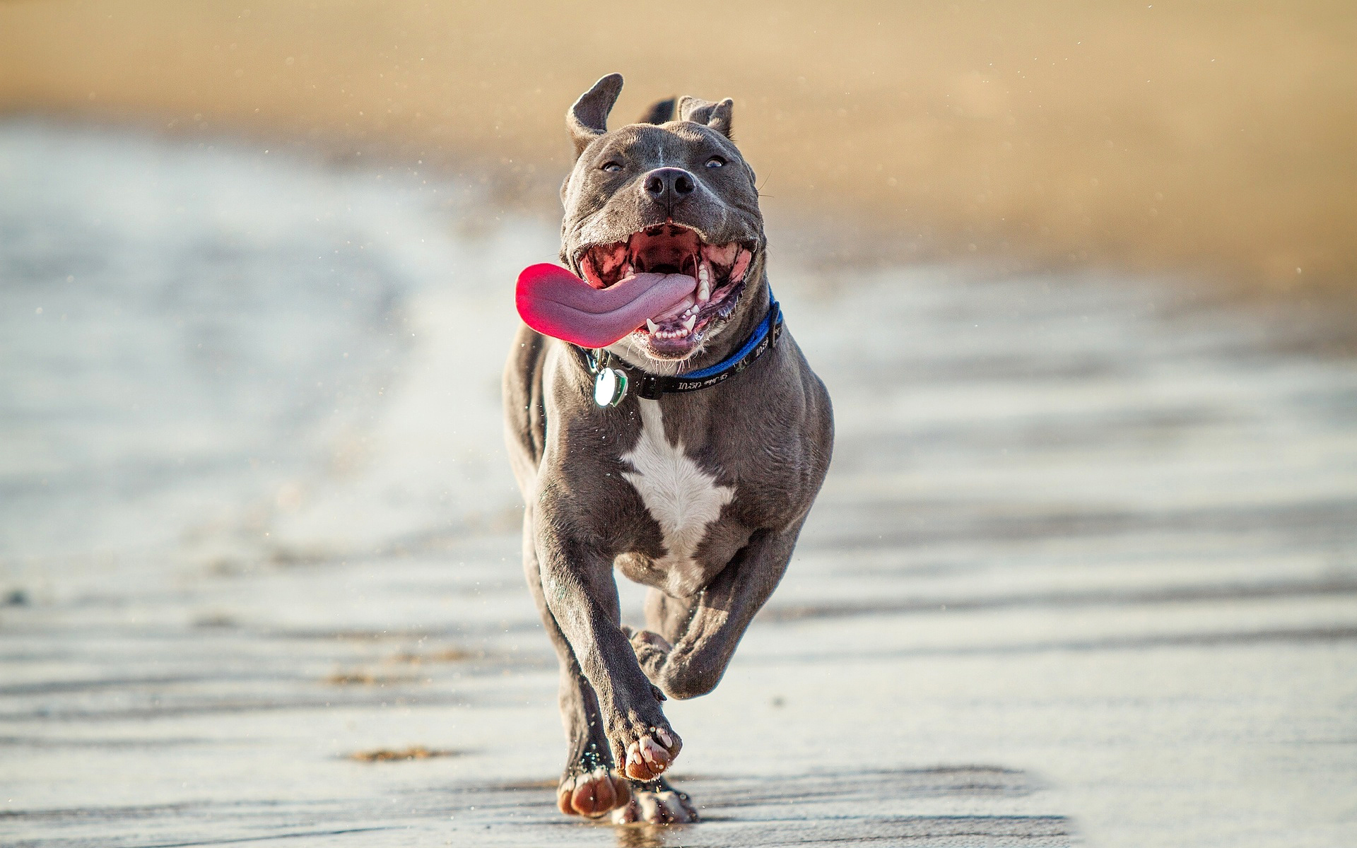 Téléchargez gratuitement l'image Animaux, Chien sur le bureau de votre PC