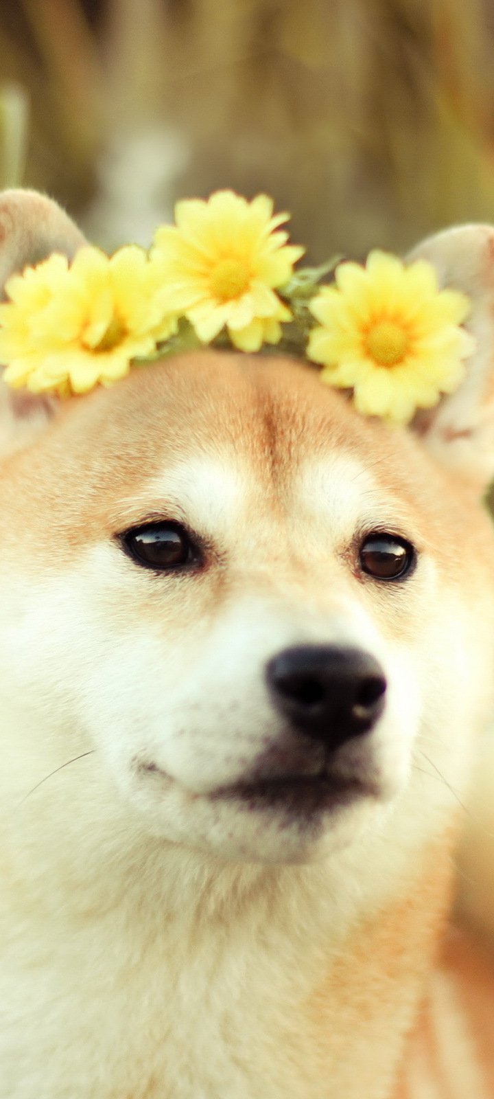 Download mobile wallpaper Dogs, Flower, Dog, Animal, Shiba Inu for free.