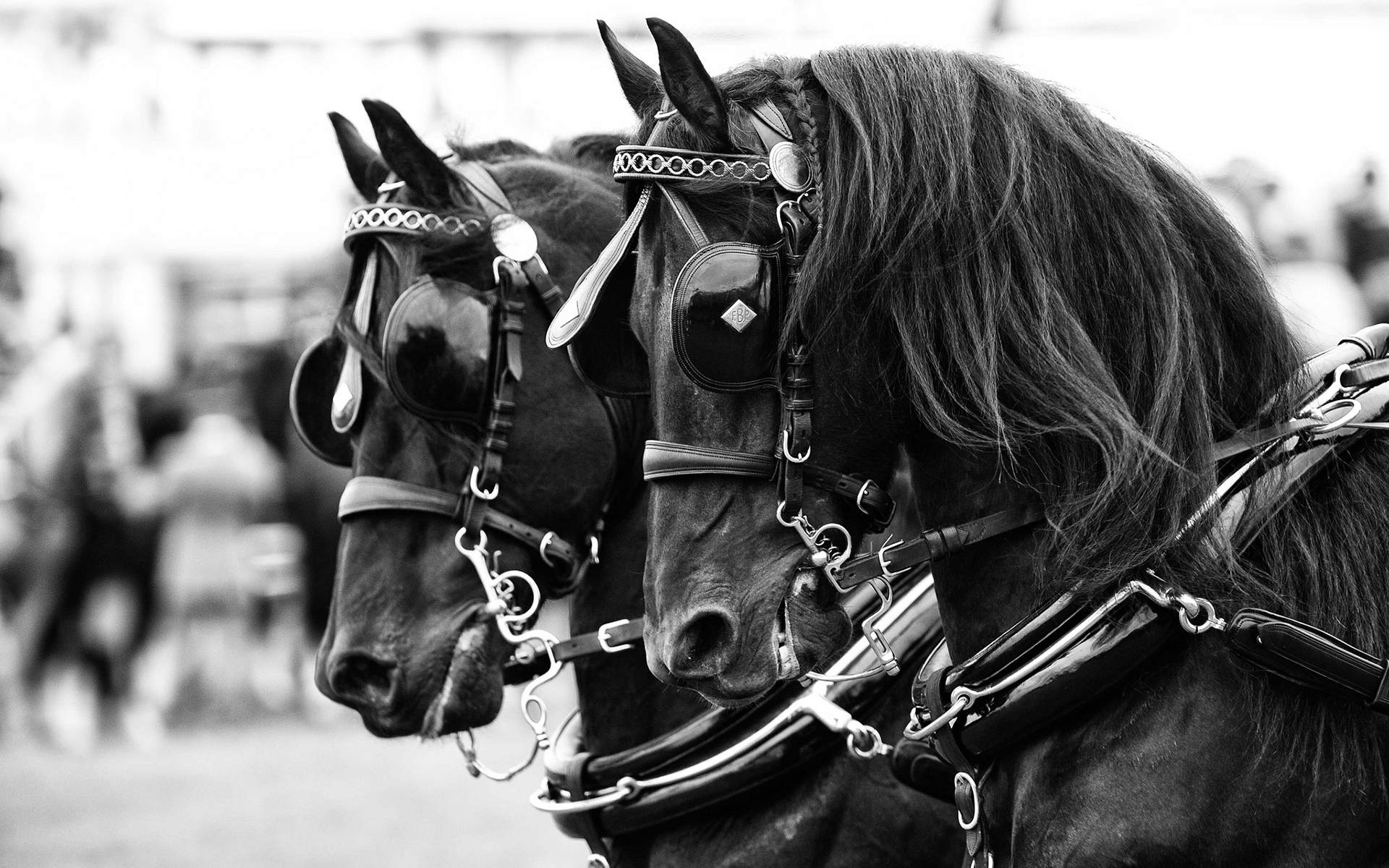 Descarga gratuita de fondo de pantalla para móvil de Animales, Caballo.