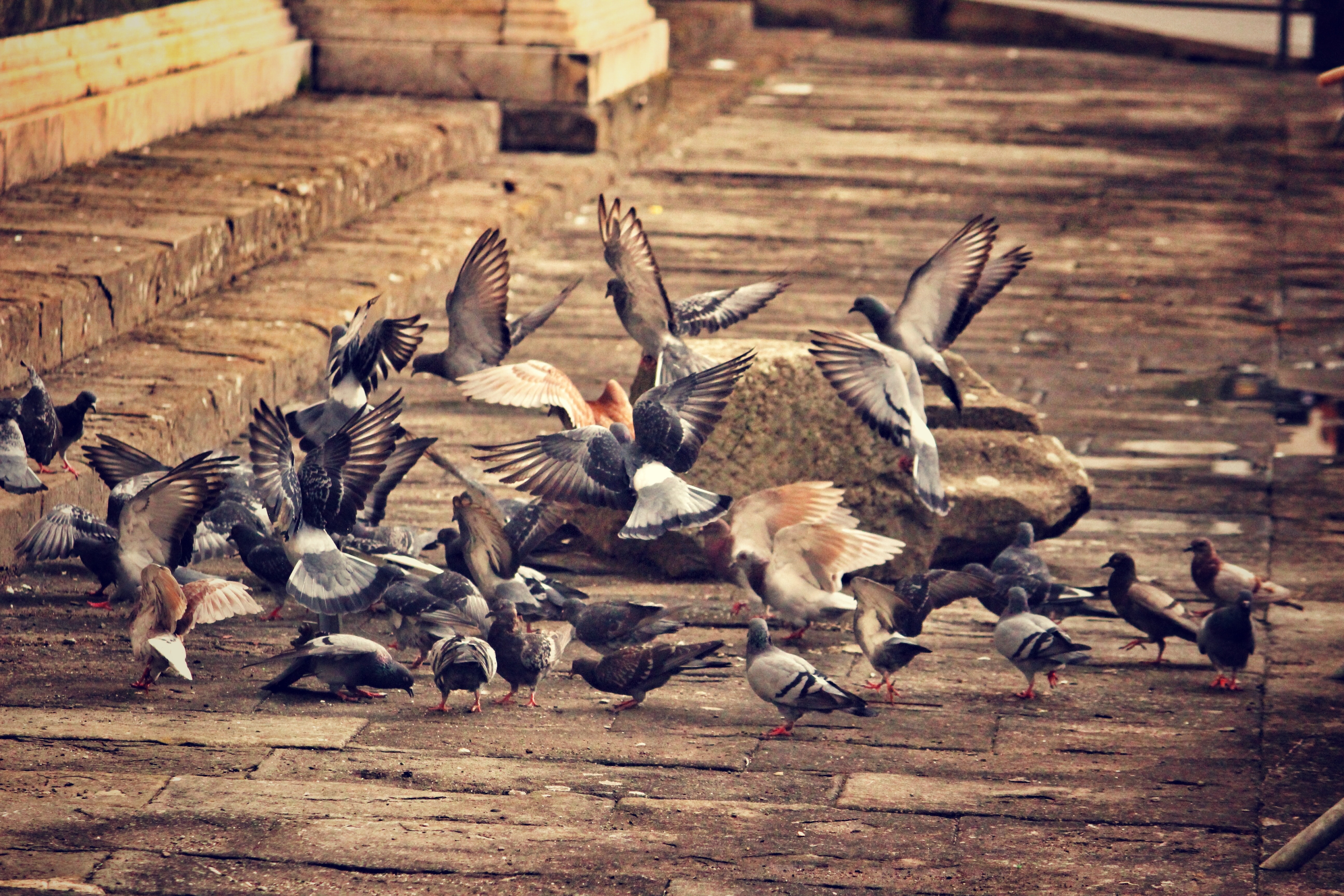 animals, birds, pigeons, city, flock of birds