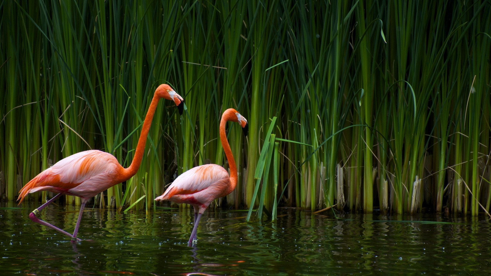301840 Bild herunterladen tiere, flamingo, vögel - Hintergrundbilder und Bildschirmschoner kostenlos