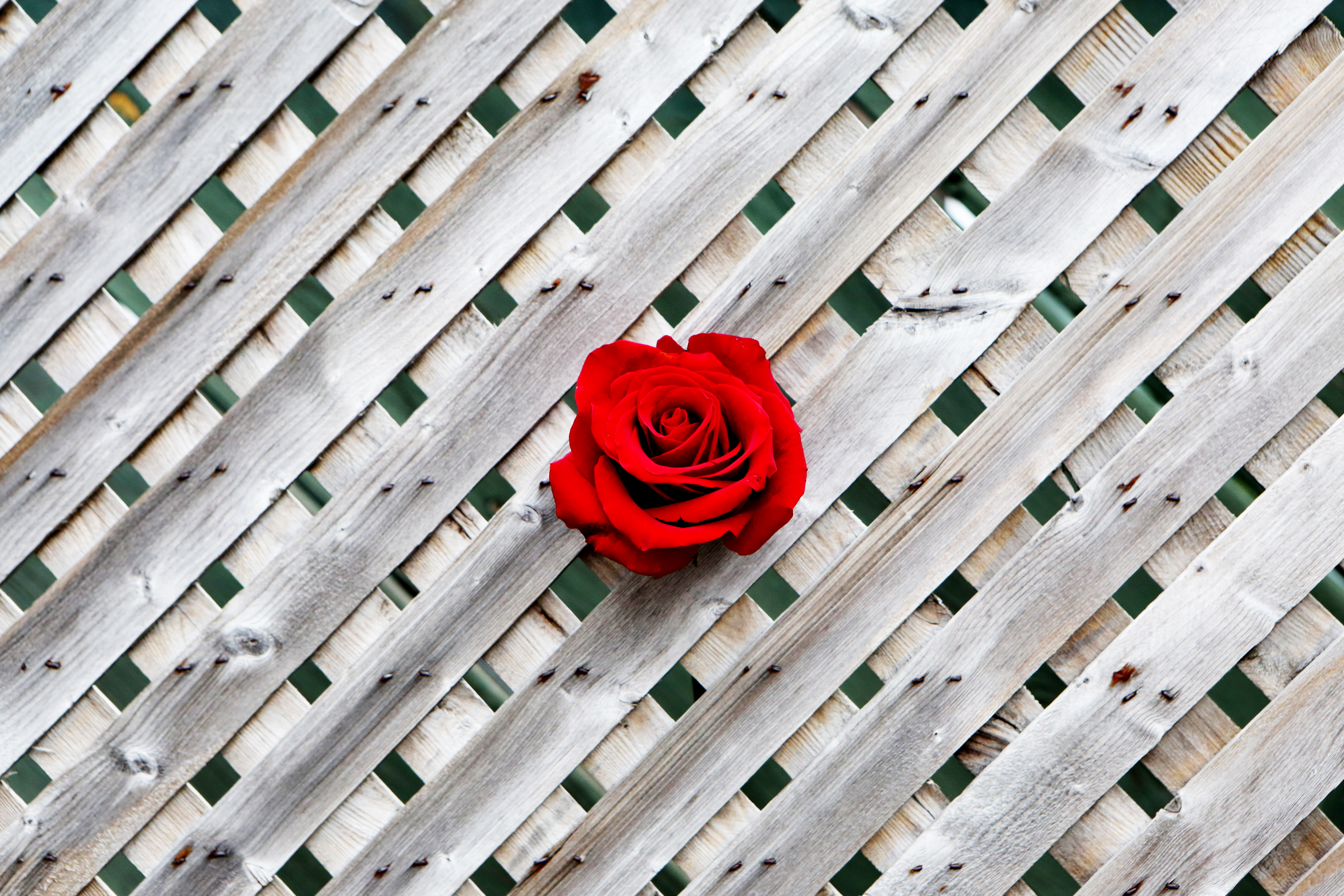 rose, red, wood, wooden, rose flower, minimalism, wall, fence Panoramic Wallpaper