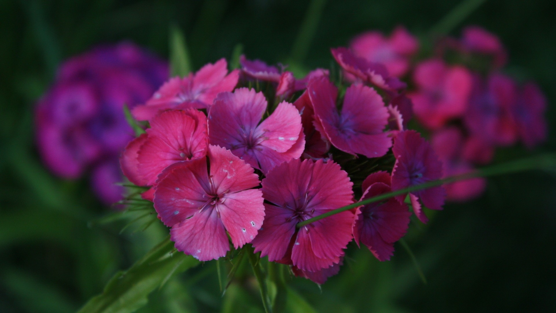 Descarga gratis la imagen Flores, Flor, Tierra/naturaleza en el escritorio de tu PC