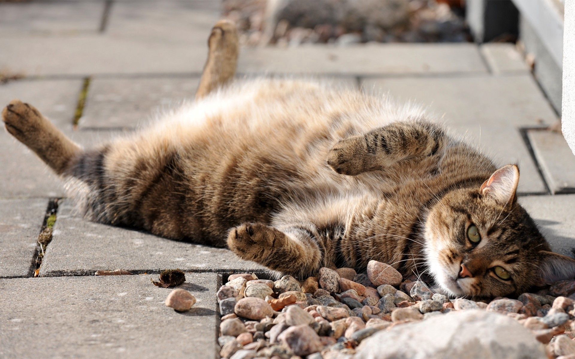 Download mobile wallpaper To Lie Down, Stones, Lie, Muzzle, Animals, Cat for free.