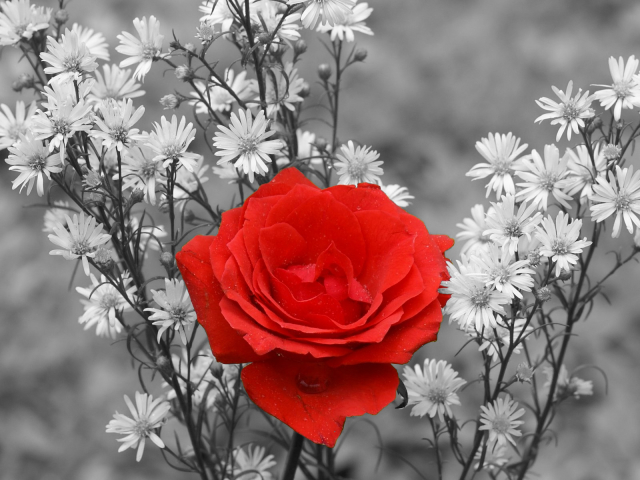 Téléchargez des papiers peints mobile Fleurs, Rose, Fleur, Rose Rouge, La Nature, Terre/nature, Couleur Sélective gratuitement.