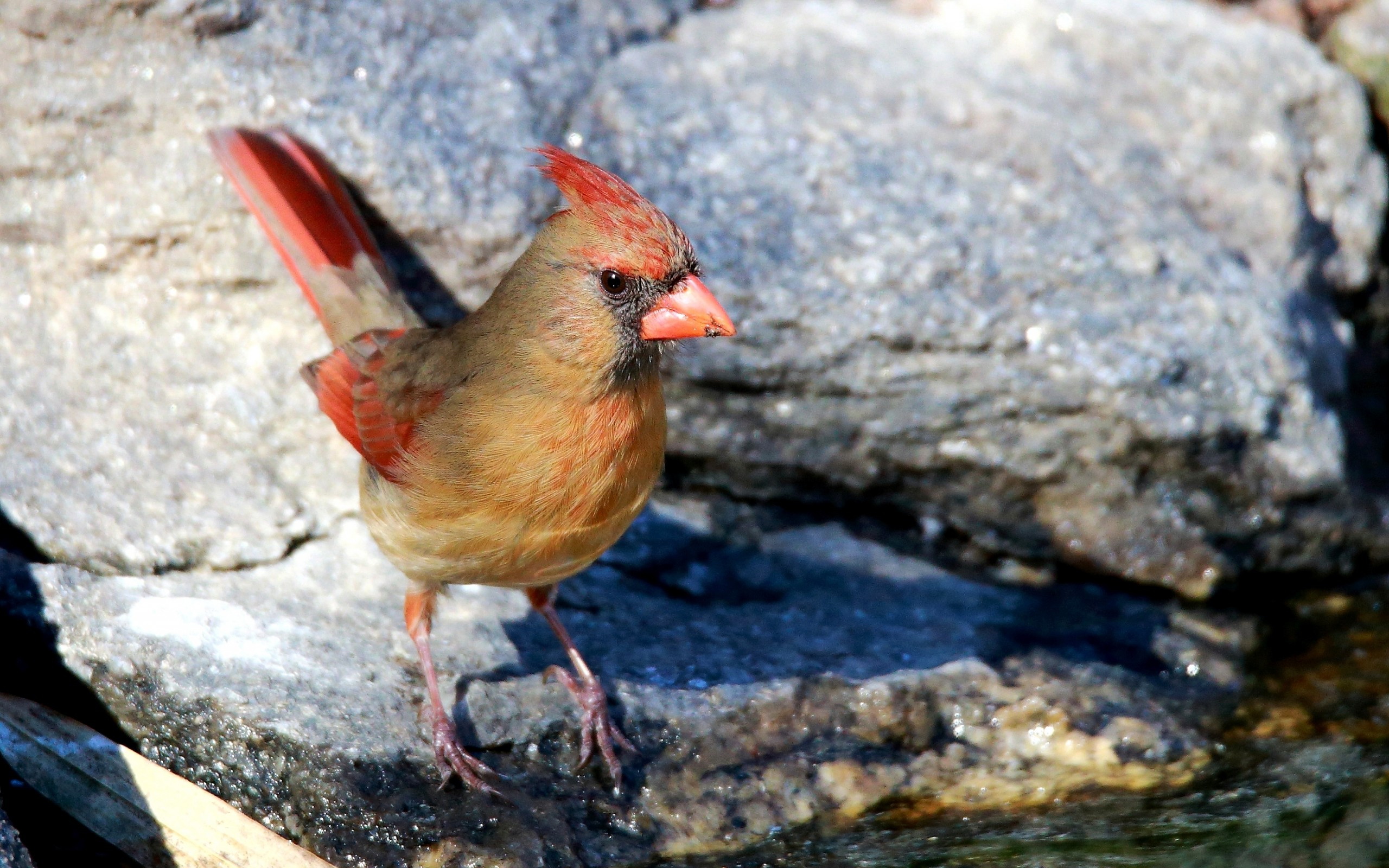 PCデスクトップに鳥, 動物画像を無料でダウンロード