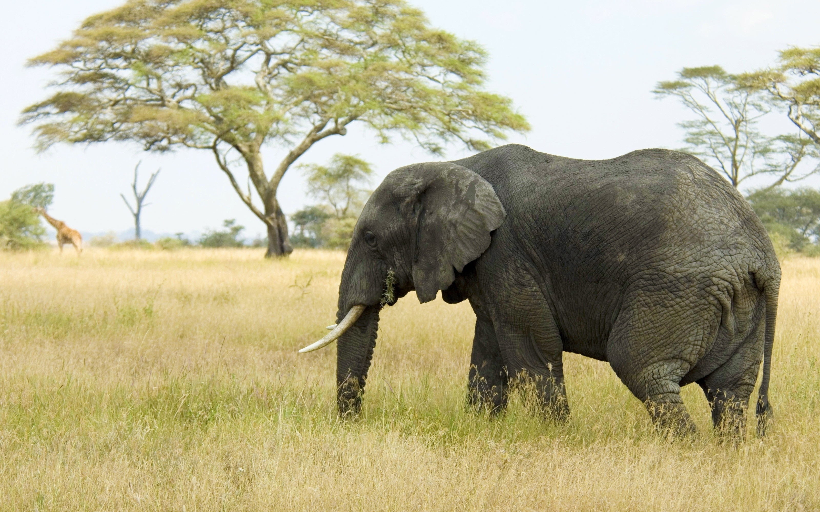 Descarga gratis la imagen Animales, Naturaleza, Hierba, Sabana, Árboles, Elefante en el escritorio de tu PC