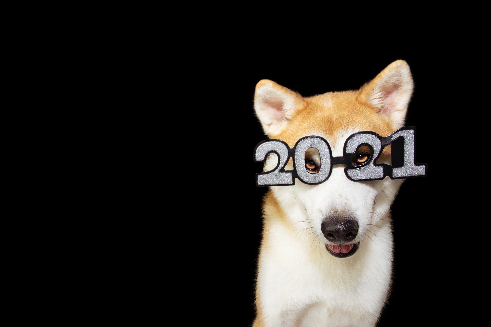494415 télécharger l'image animaux, shiba inu, noël, chien, lunettes, nouvel an 2021, numéro, chiens - fonds d'écran et économiseurs d'écran gratuits