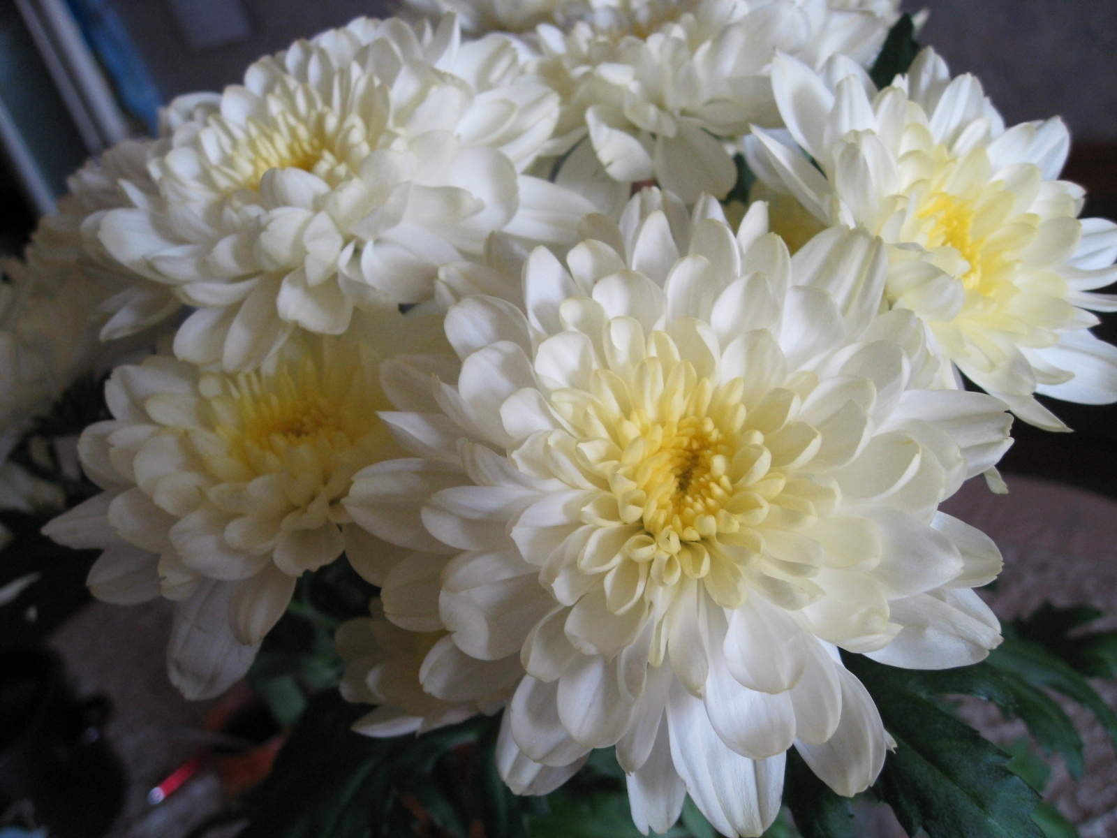 Завантажити шпалери безкоштовно Рослини, Квіти, Хризантеми картинка на робочий стіл ПК