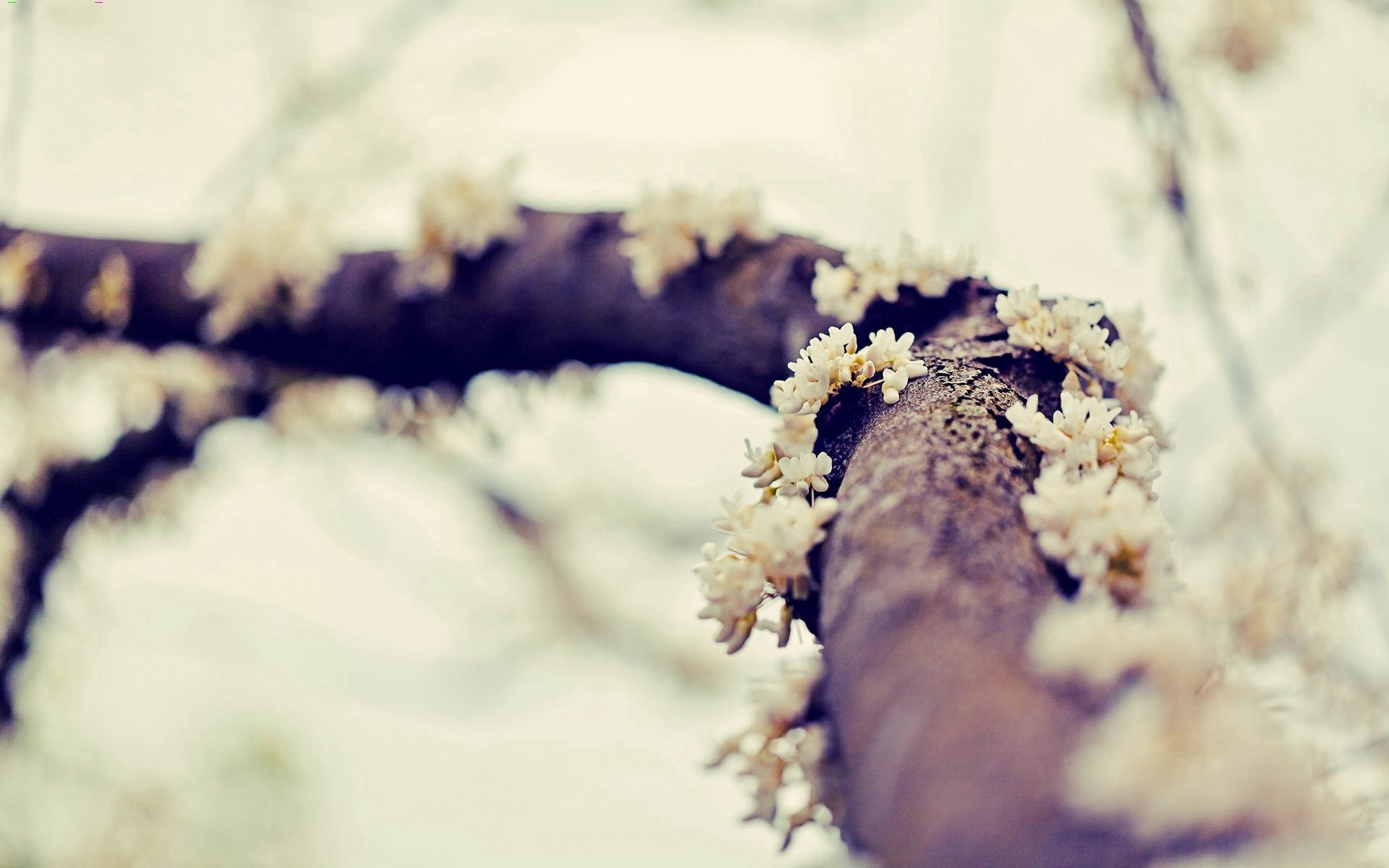 Download mobile wallpaper Greased, Smeared, Macro, Branch, Moss, Flowers for free.
