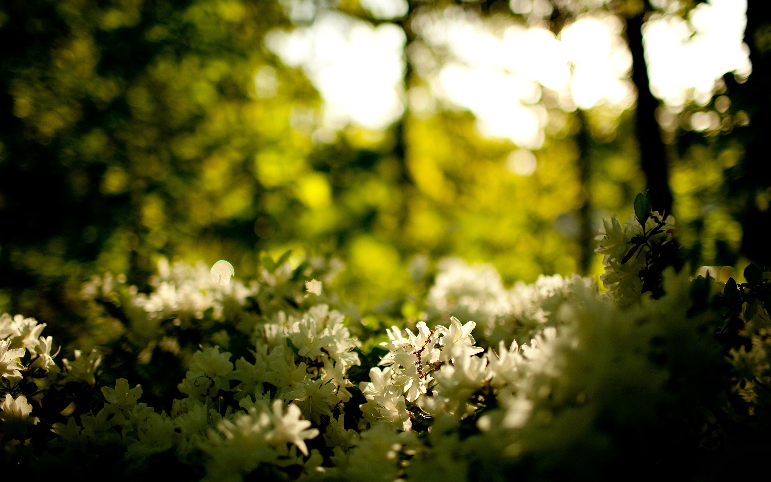 Descarga gratis la imagen Naturaleza, Flores, Verduras, Bosque en el escritorio de tu PC