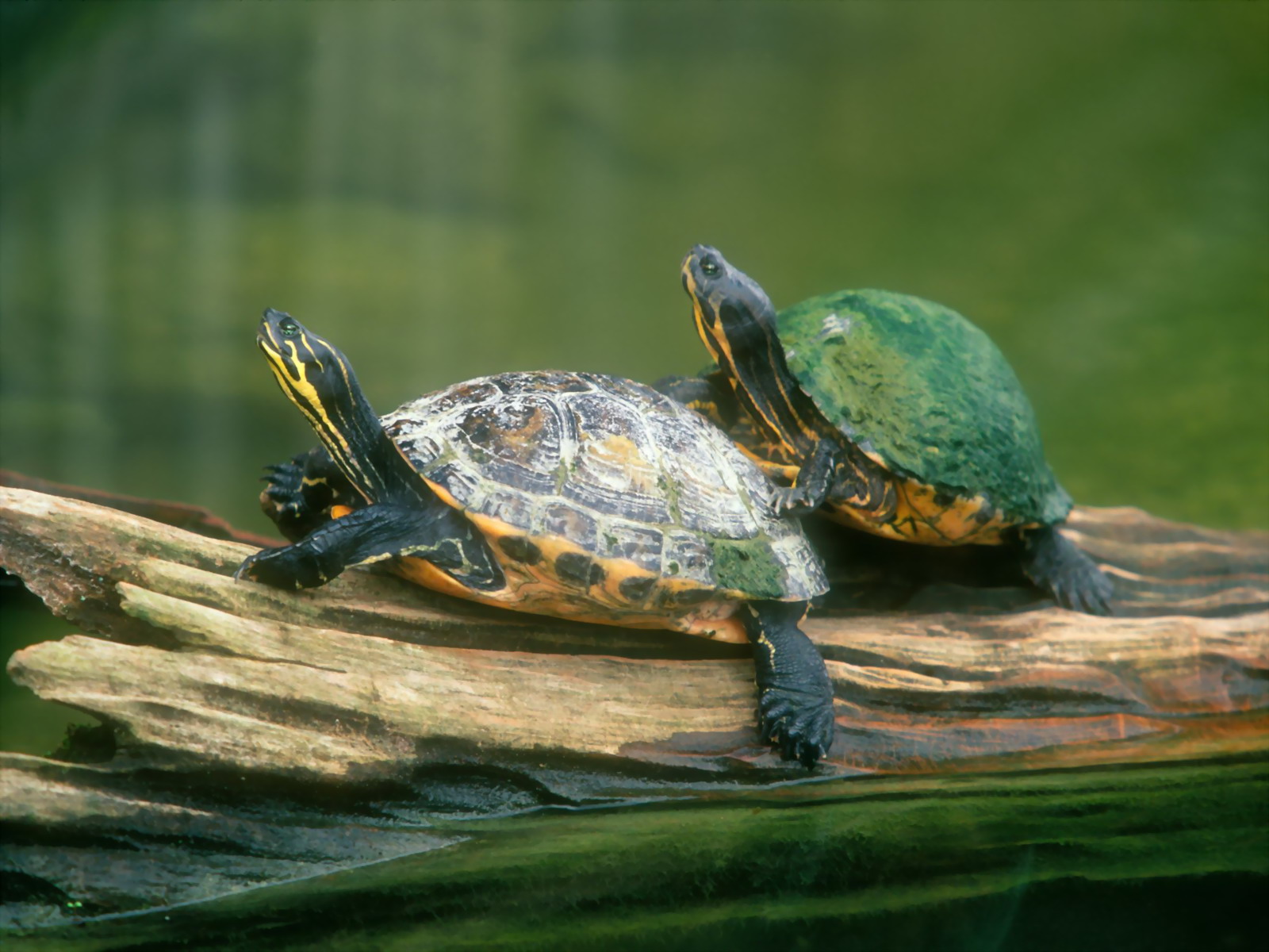 521536 Bild herunterladen tiere, schildkröte, schildkröten - Hintergrundbilder und Bildschirmschoner kostenlos
