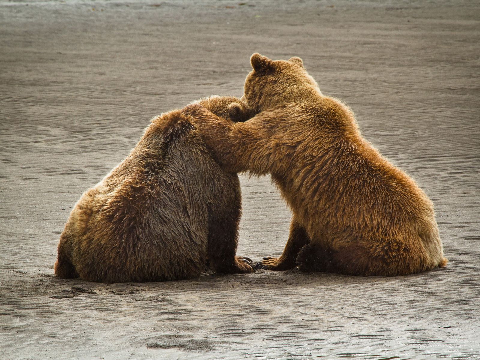 animals, water, bears, sit, couple, pair, back