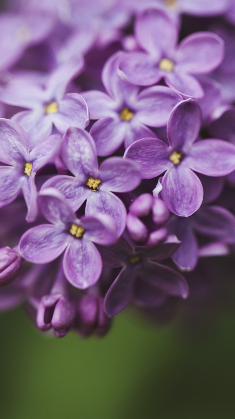 Descarga gratuita de fondo de pantalla para móvil de Flores, Florecer, Tierra/naturaleza.